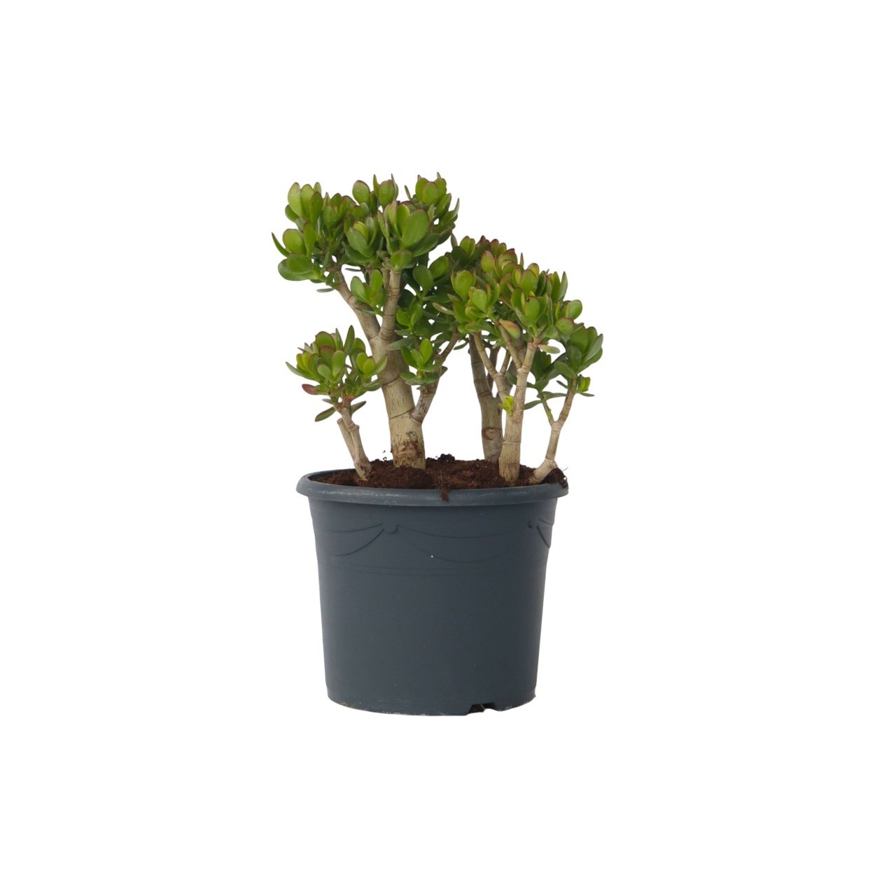 Pianta di Giada - Crassula ovata 'Minor' - Altezza 60-65cm - ⌀30cm