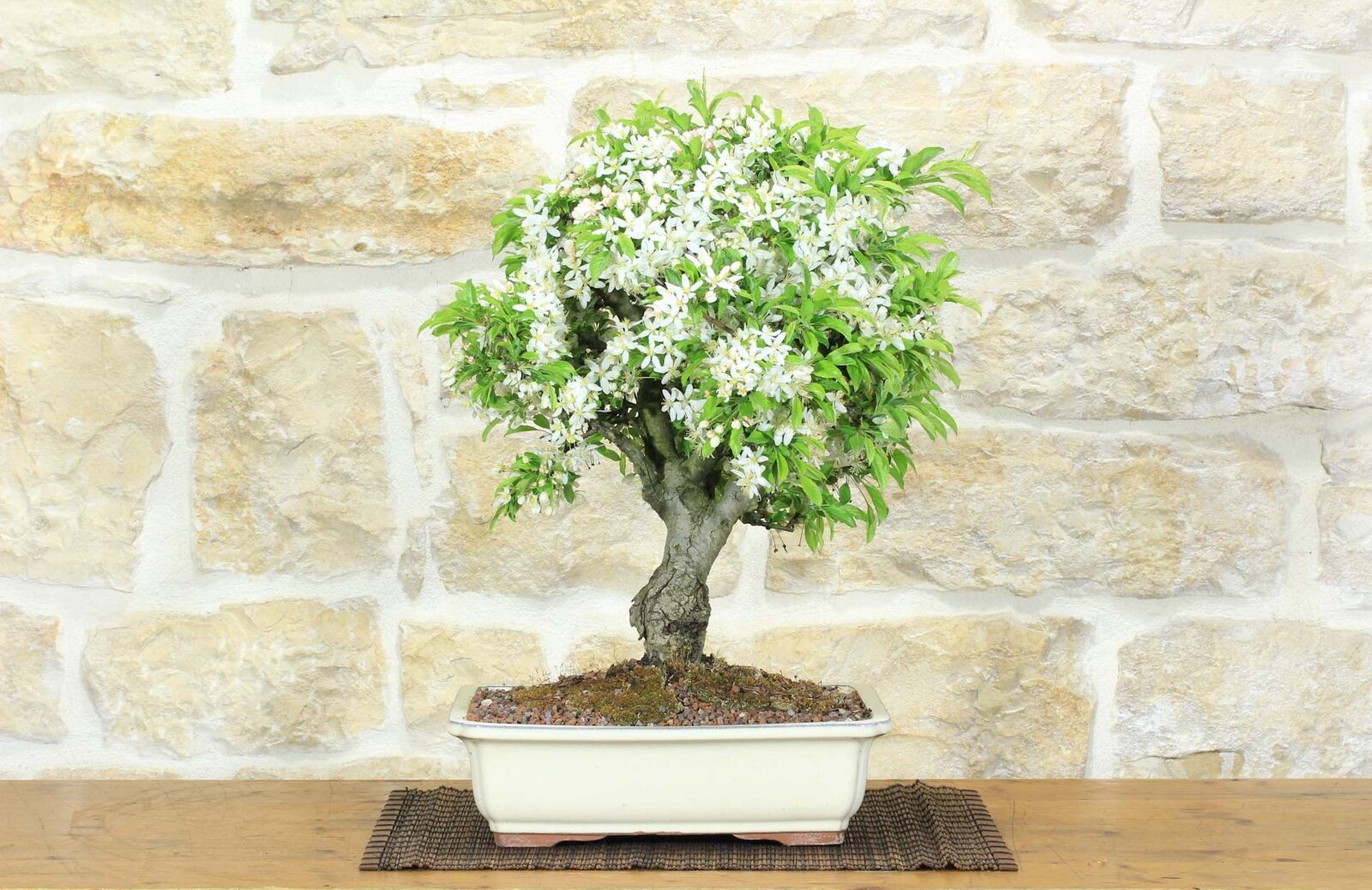Bonsai di Melo Micromalus (44)