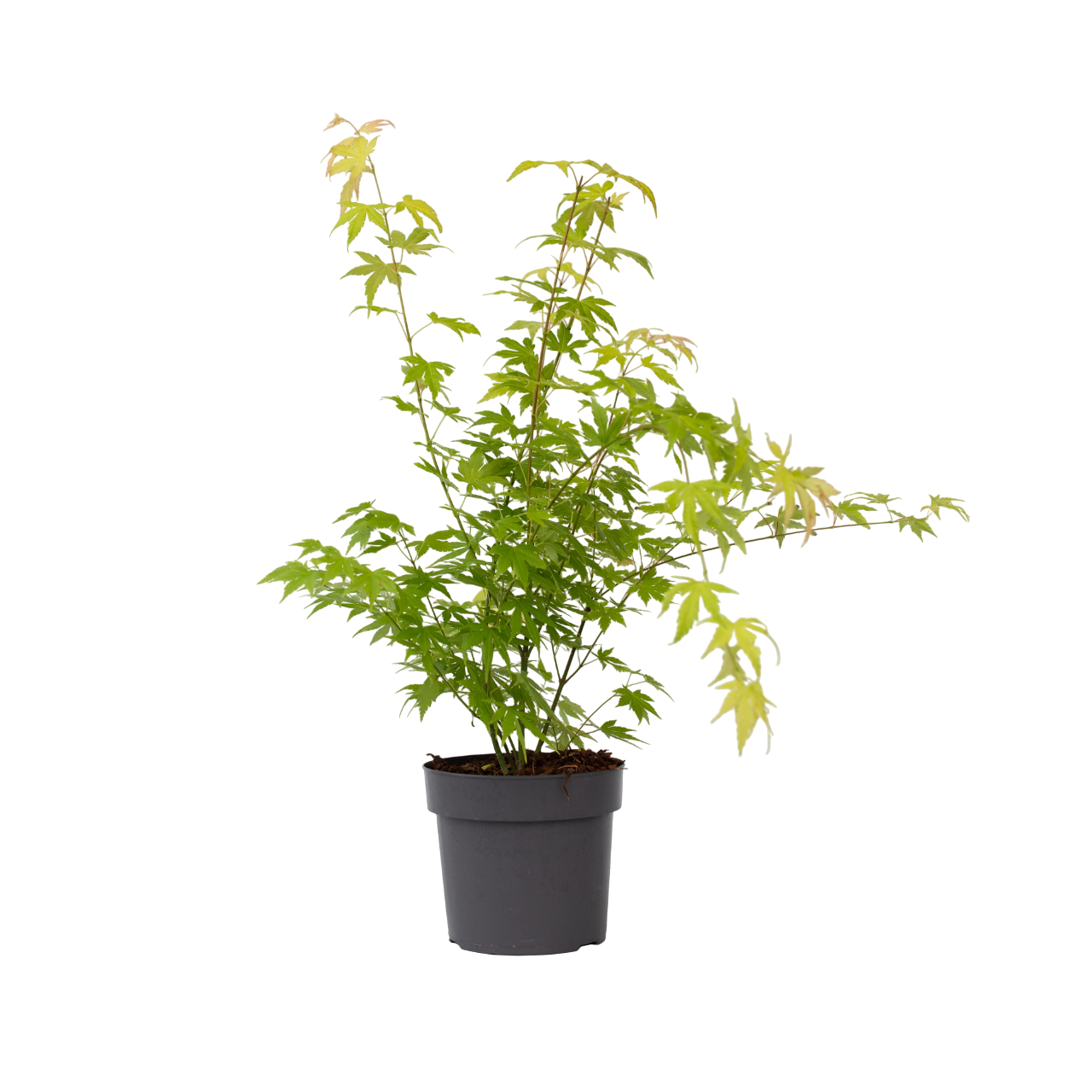 Aceri giapponese - Acer palmatum 'Orange Dream' - Altezza 60-70cm - ⌀19cm