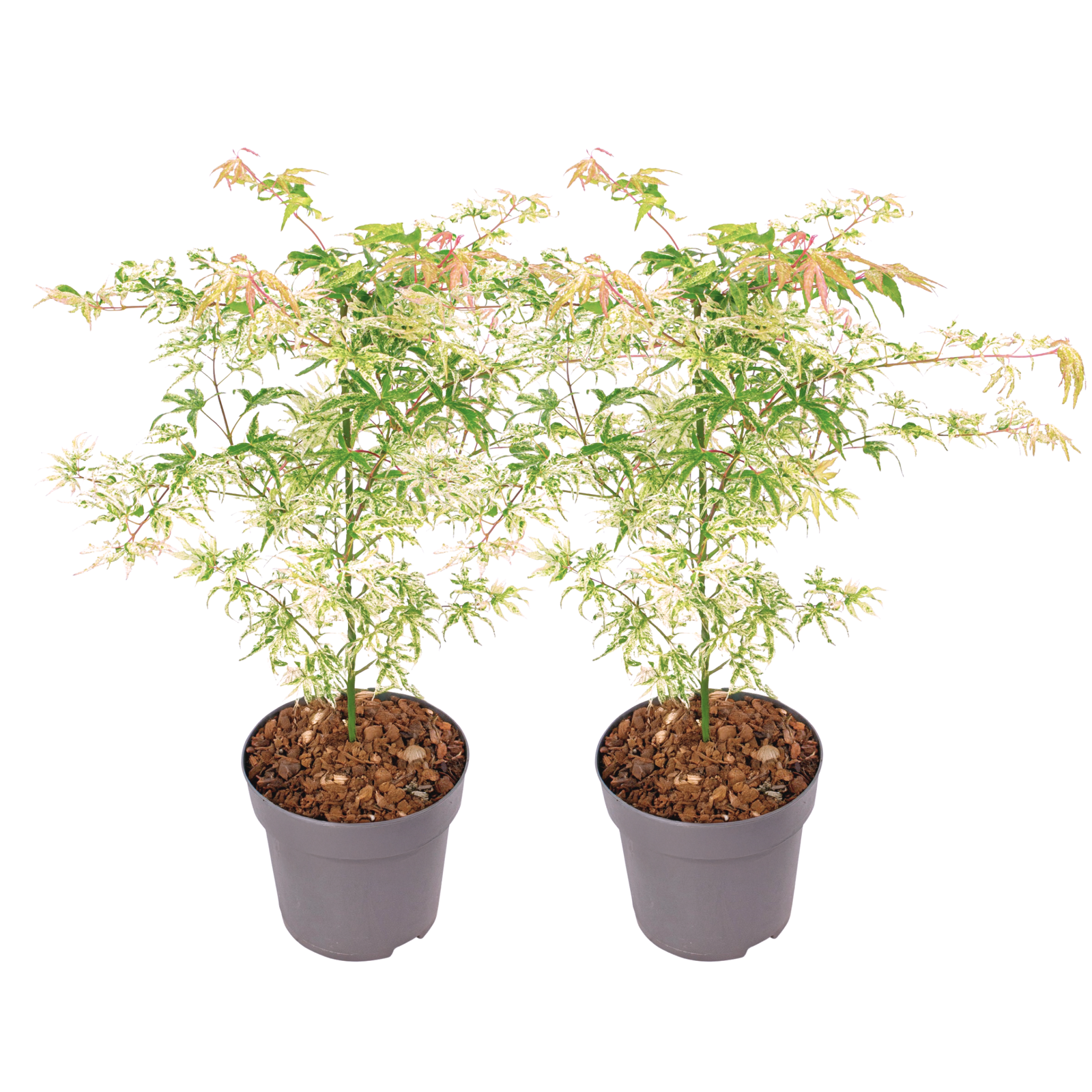 Aceri giapponese - 2 Pezzi - Acer palmatum 'Ukigumo' - Altezza 50-60cm - ⌀19cm