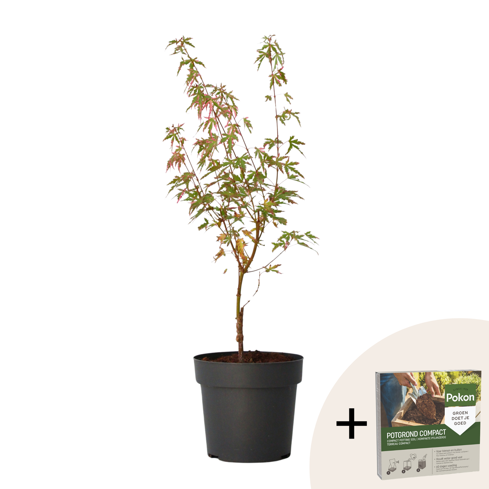 Aceri giapponese - Acer palmatum 'Taylor' - Altezza 50-60cm - ⌀19cm