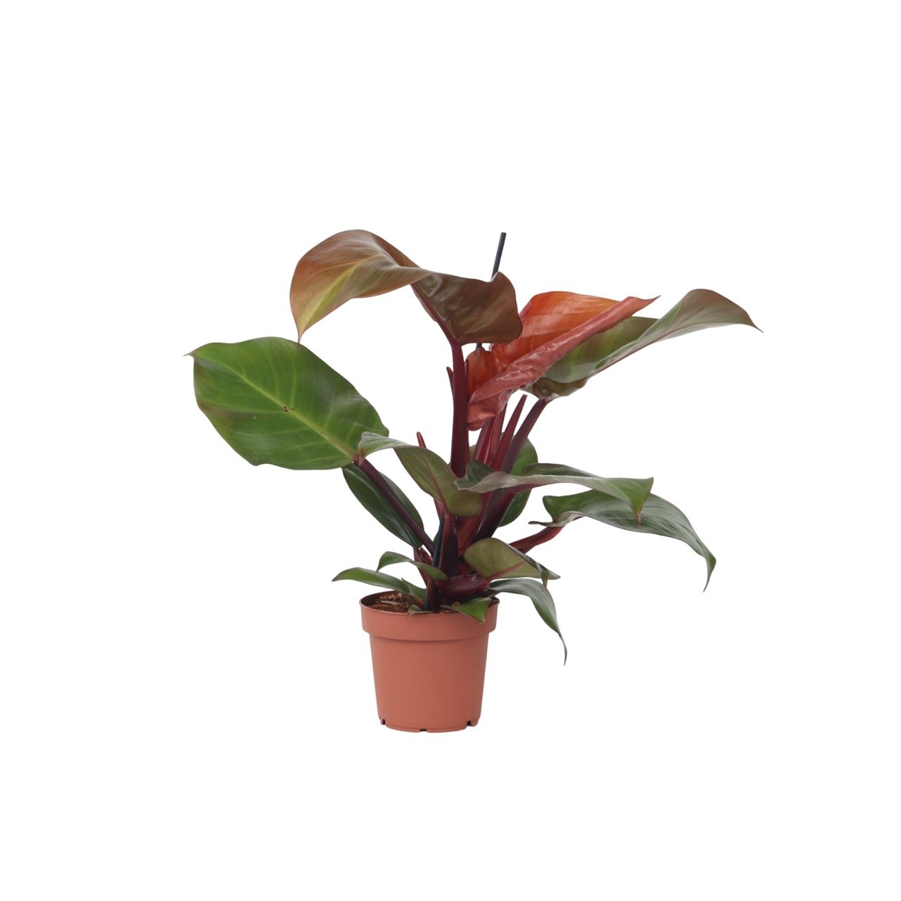 Filodendro - Philodendron 'Sun Light' - Altezza 20-30cm - ⌀12cm