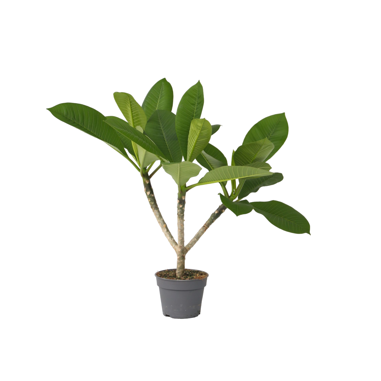 Frangipani - Plumeria rubra 'Hawaii' - Altezza 45-55cm - ⌀17cm