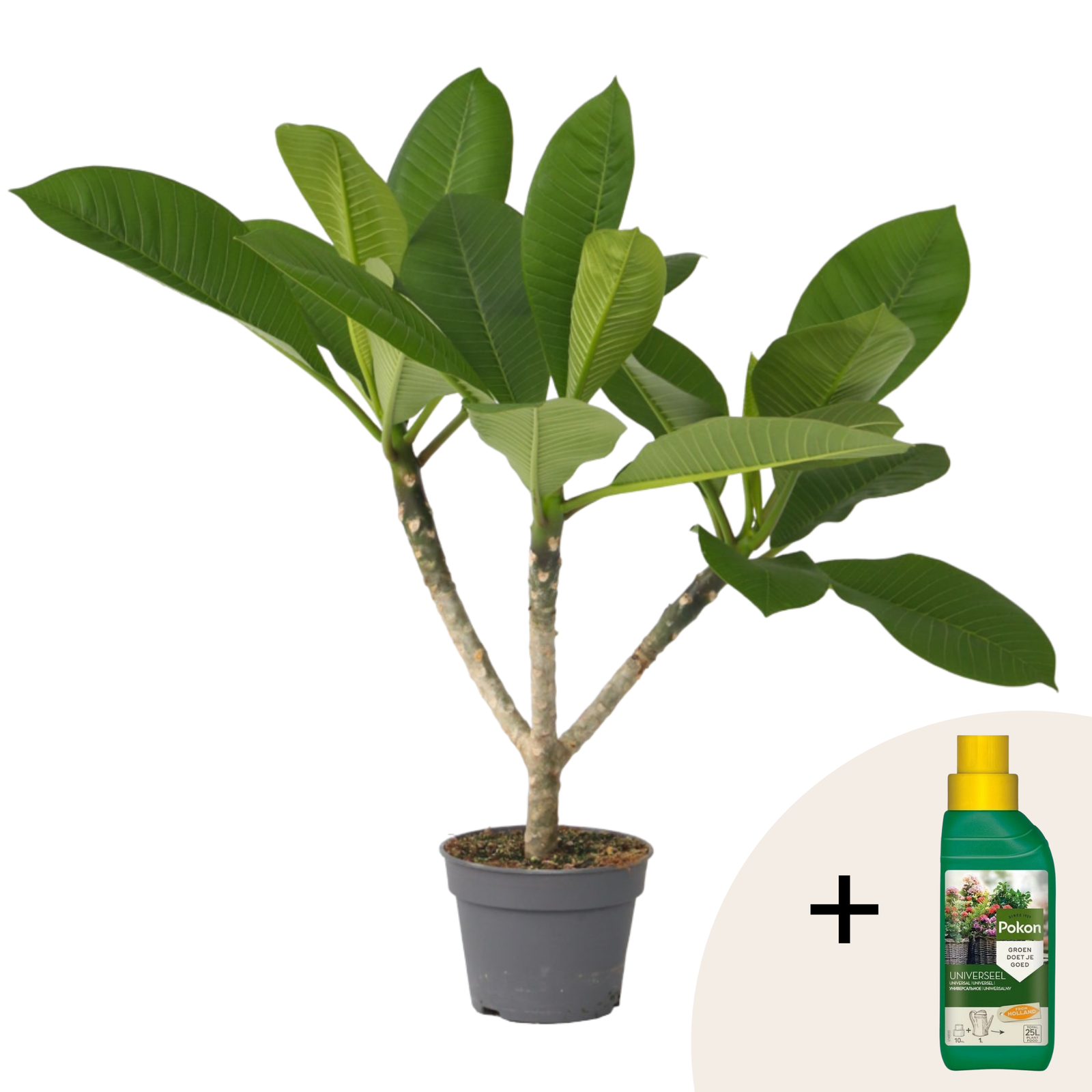 Frangipani + cibo vegetale - Plumeria rubra 'Hawaii' - Altezza 45-55cm - ⌀17cm