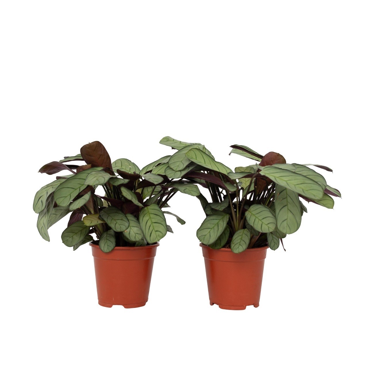 Pianta di preghiera - 2 Pezzi - Ctenanthe burle-marxii - Altezza 25-35cm - ⌀14cm