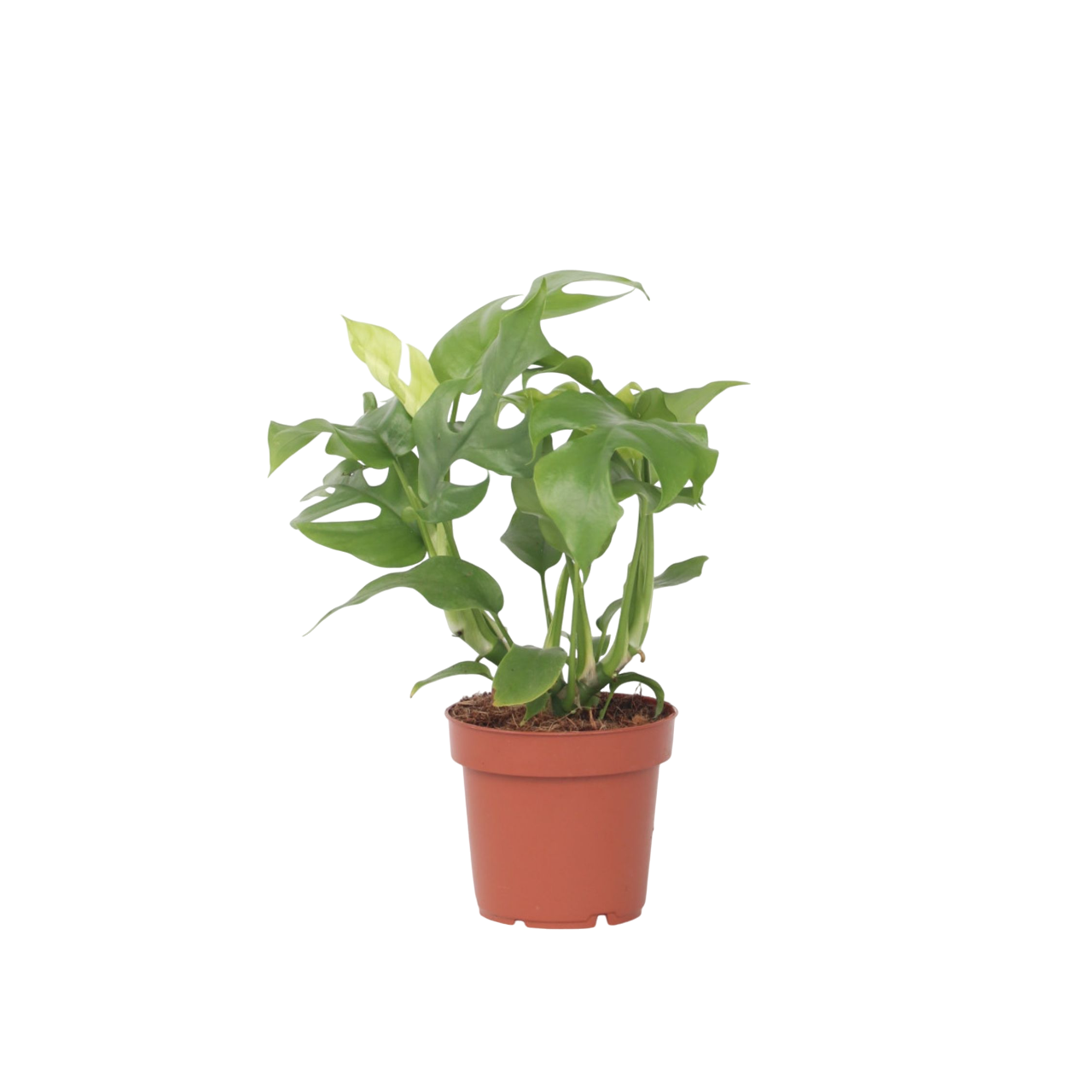 Mini Monstera - Rhaphidophora tetrasperma - Altezza 20-30cm - ⌀12cm