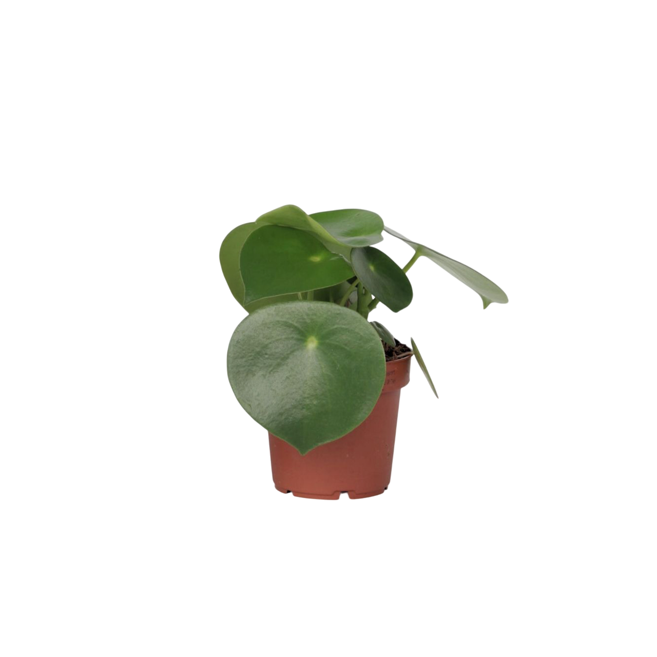 Peperomia a Foglia Cuore - Peperomia polybotrya - Altezza 20-30cm - ⌀12cm