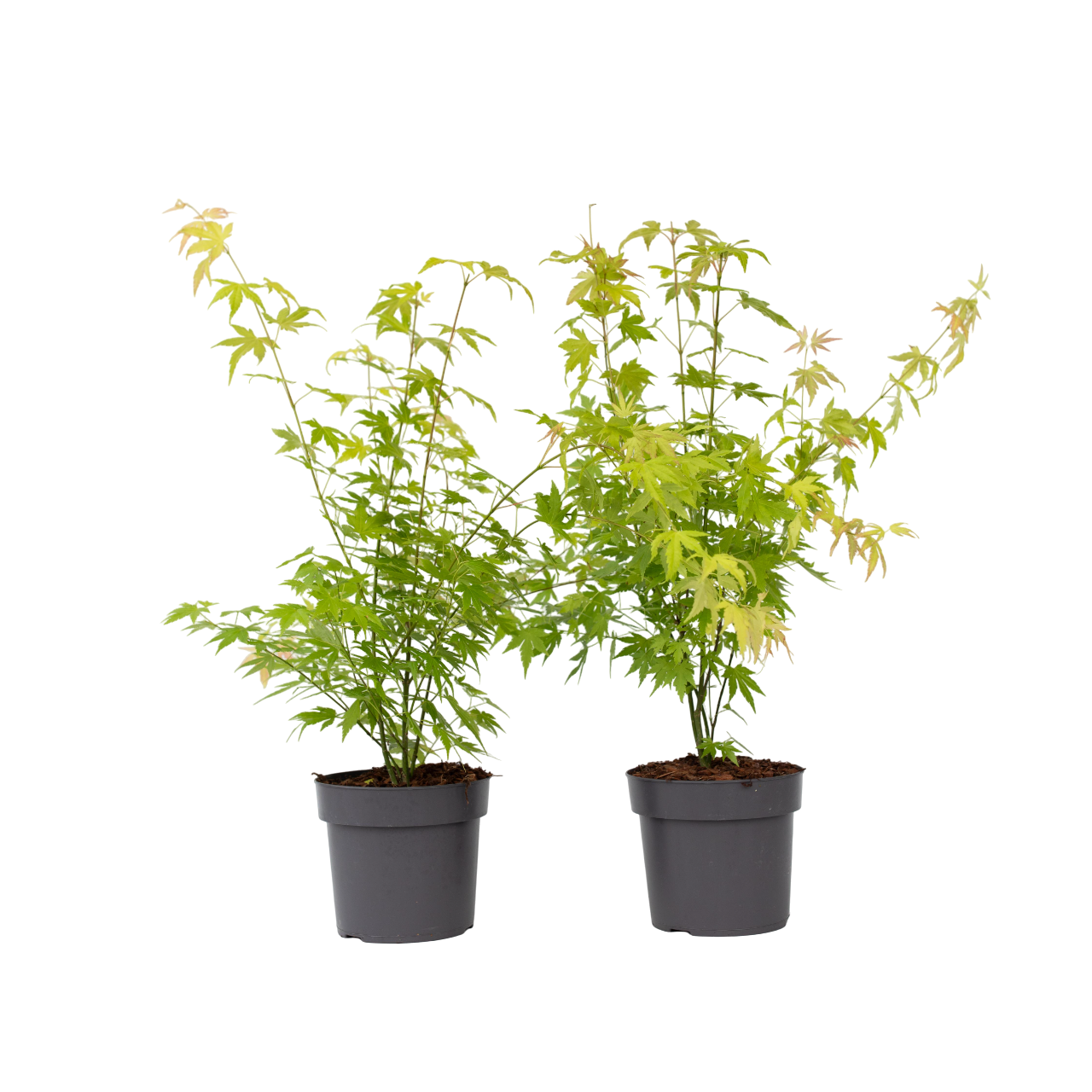 Aceri giapponese - 2 Pezzi - Acer palmatum 'Orange Dream' - a60-70cm - ⌀19cm