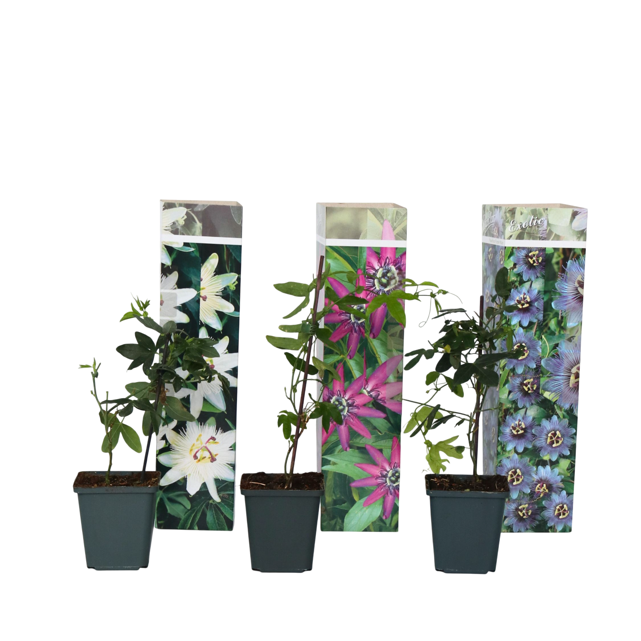 Frutto della passione - 3 Pezzi - Passiflora hybridum - Altezza 25-40cm - ⌀9cm