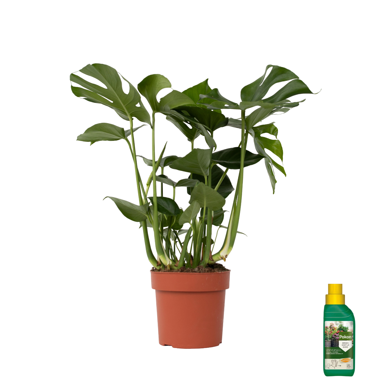 Philodendron pertusum - Monstera deliciosa - Altezza 70-80cm - ⌀21cm