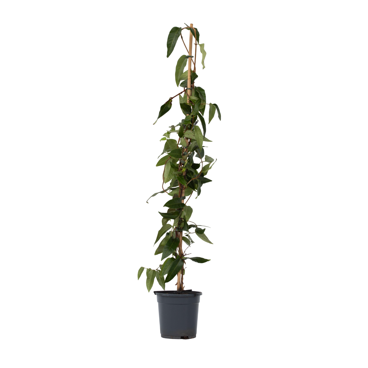 Caprifoglio - Lonicera henryi 'Copper Beauty' - Altezza 110-120cm - ⌀17cm