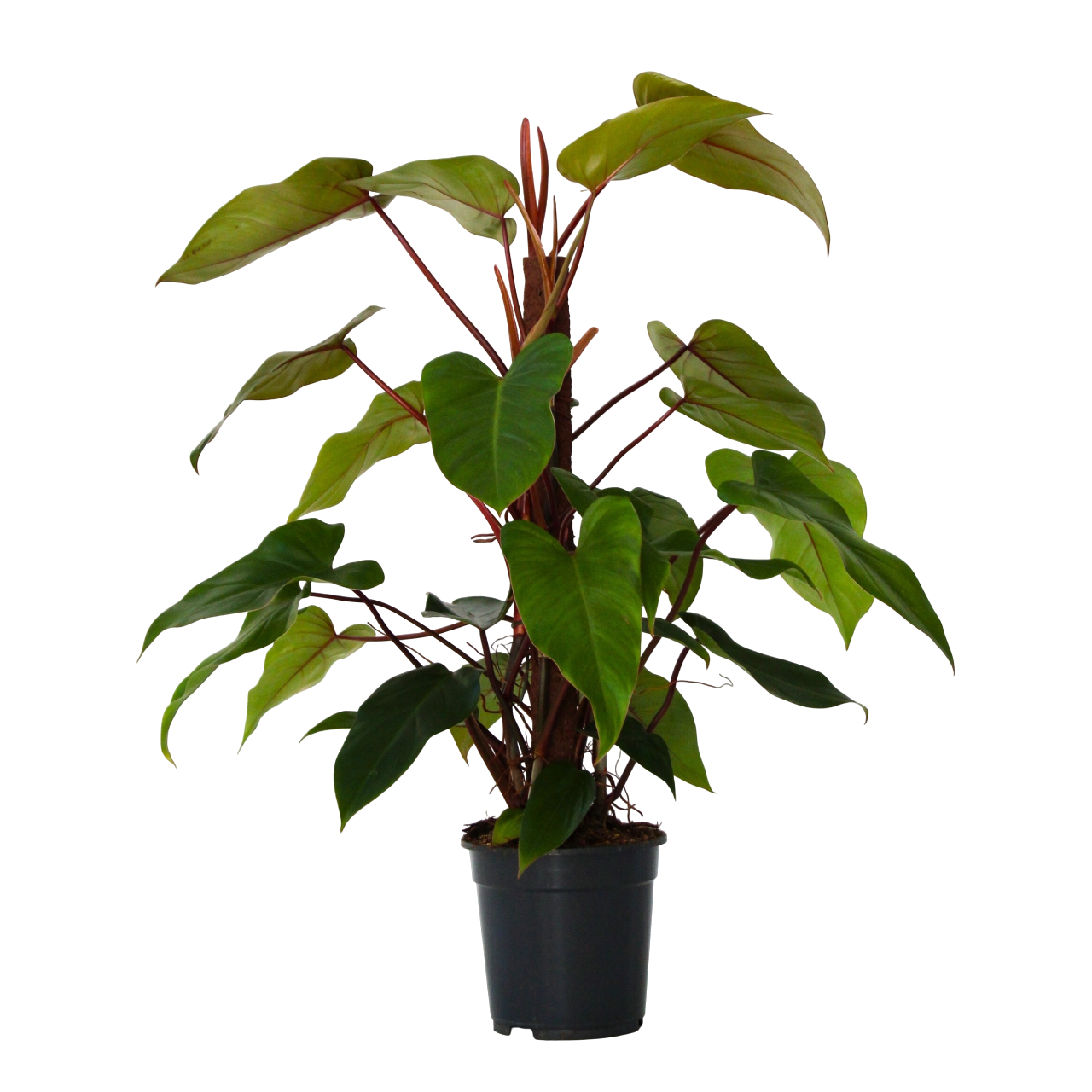 Filodendro - Philodendron 'imperial red' - Altezza 50cm - ⌀19cm