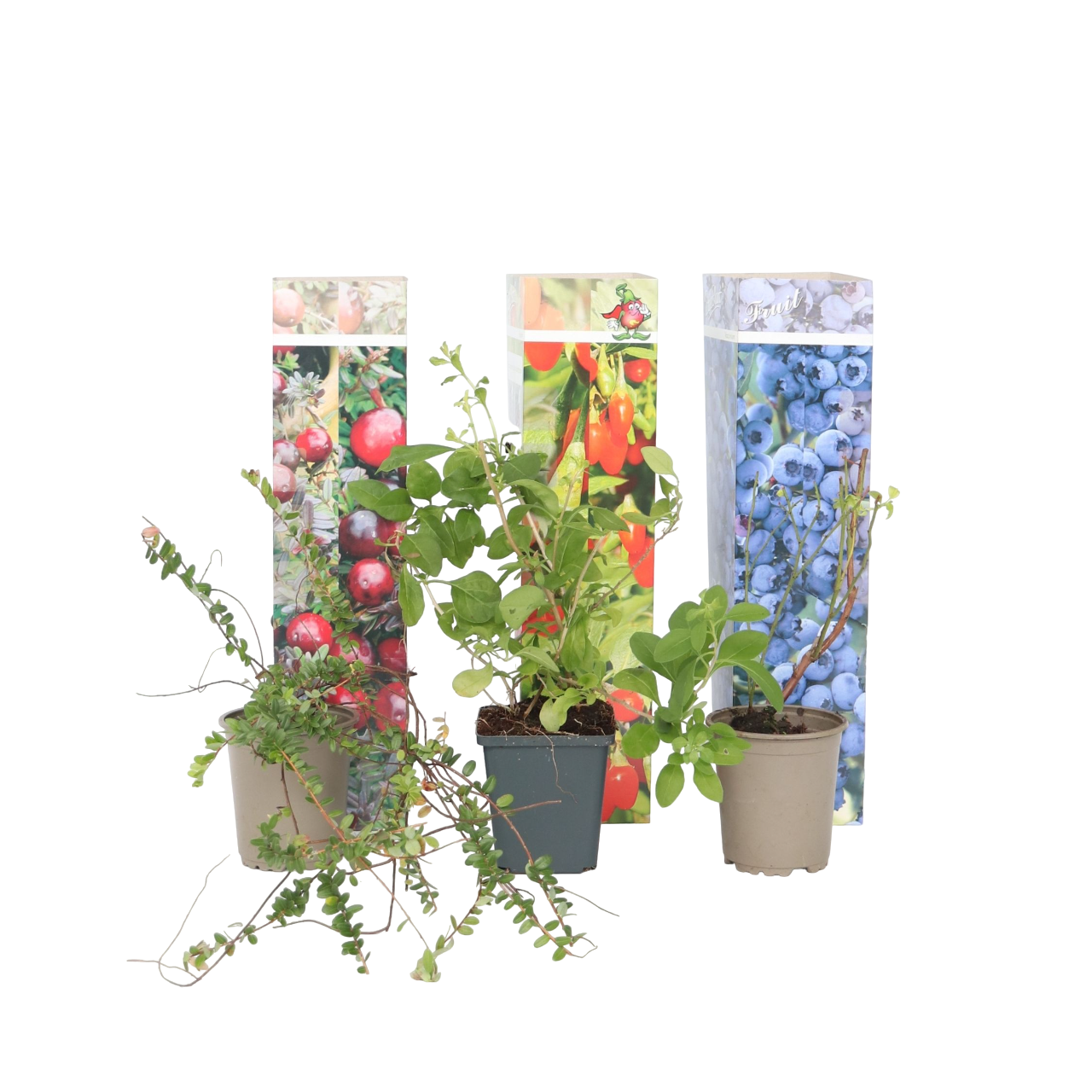 Superfrutto - 6 Pezzi - Actinidia, Vaccinium - Altezza 25-40cm - ⌀9cm