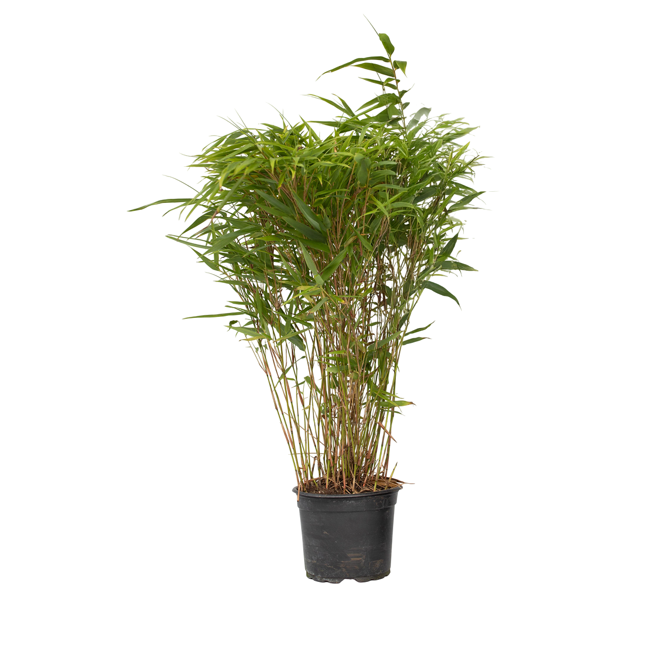 Cespugli di bambù - Fargesia nitida 'Gansu' - Altezza 50-70cm - ⌀17cm