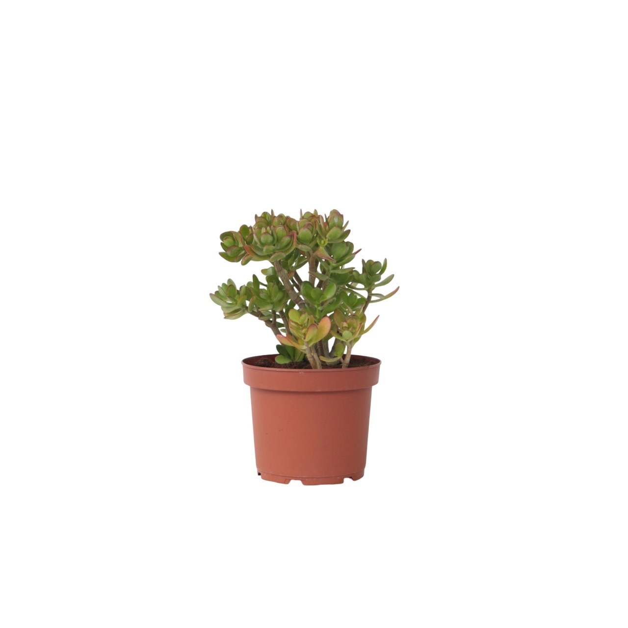 Pianta di Giada - Crassula ovata 'Minor' - Altezza 45-50cm - ⌀23cm