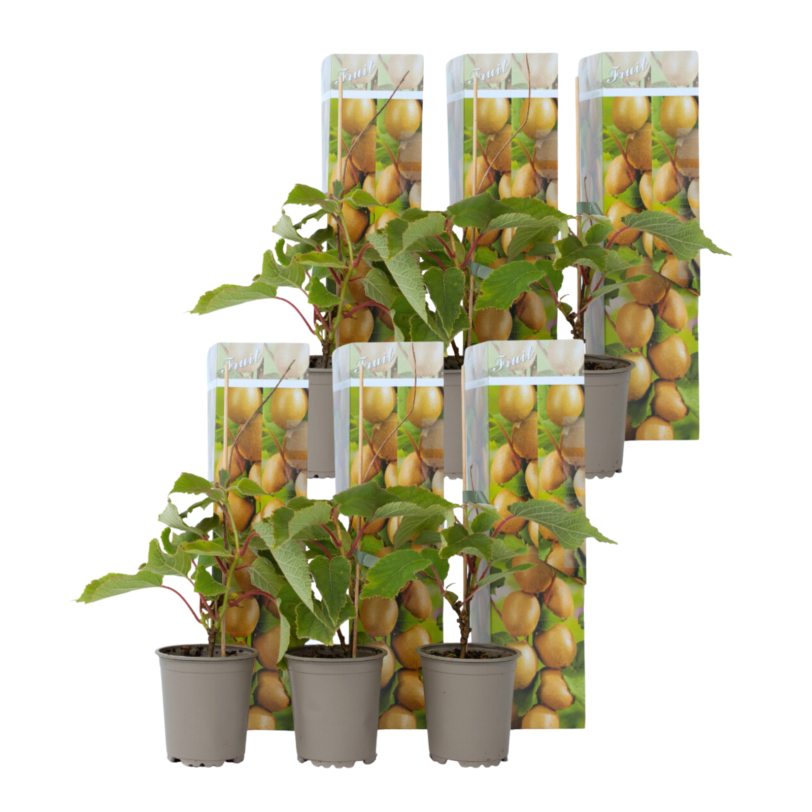 Pianta di kiwi - 6 Pezzi - Actinidia deliciosa 'Jenny' - Altezza 20-40cm - ⌀9cm