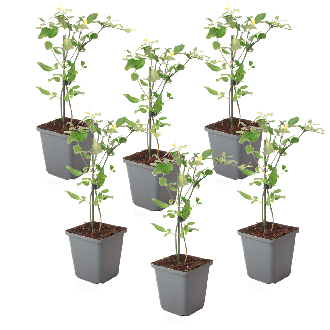 Gelsomino - 6 Pezzi - Jasminum 'Summer Scent' - Altezza 25-40cm - ⌀9cm