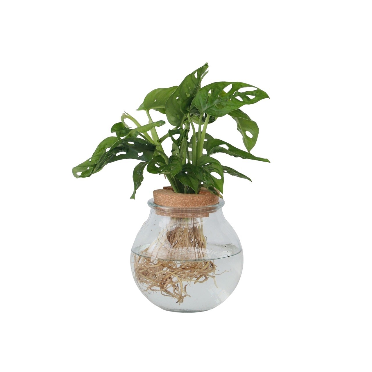 Monstera adansonii - Monstera adansonii 'Monkey Mask' - Altezza 25-35cm - ⌀20cm