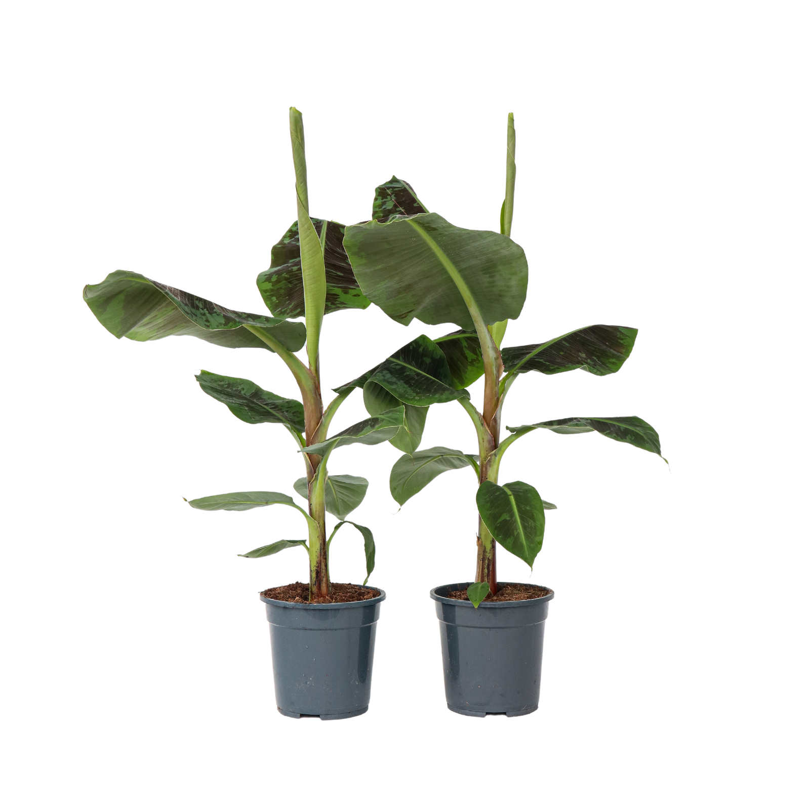 Banano nano - 2 Pezzi - Musa 'Dwarf Cavendish' - Altezza 90-100cm - ⌀21cm