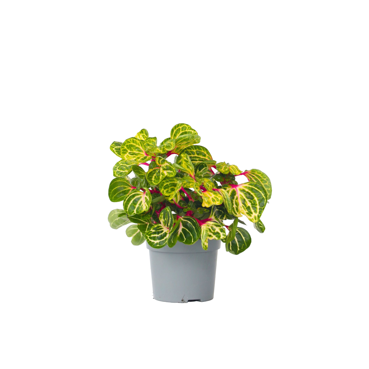 Sanguinaria - Iresine herbstii - Altezza 20-30cm - ⌀13cm