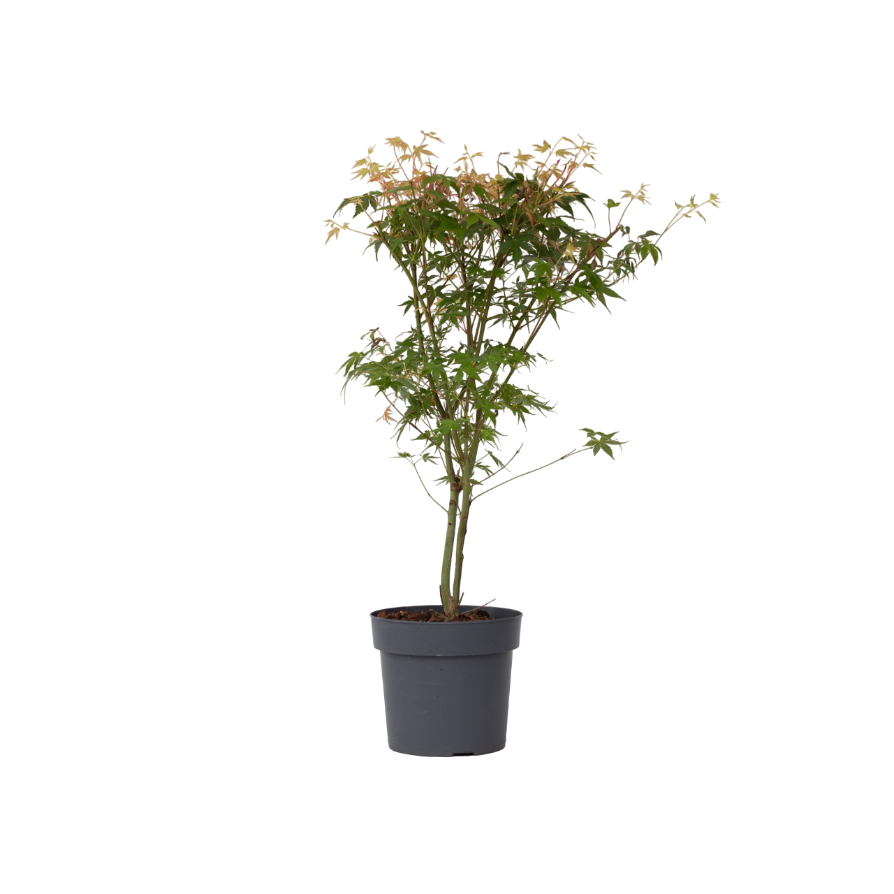 Aceri giapponese - Acer palmatum 'Katsura' - Altezza 60-70cm - ⌀19cm