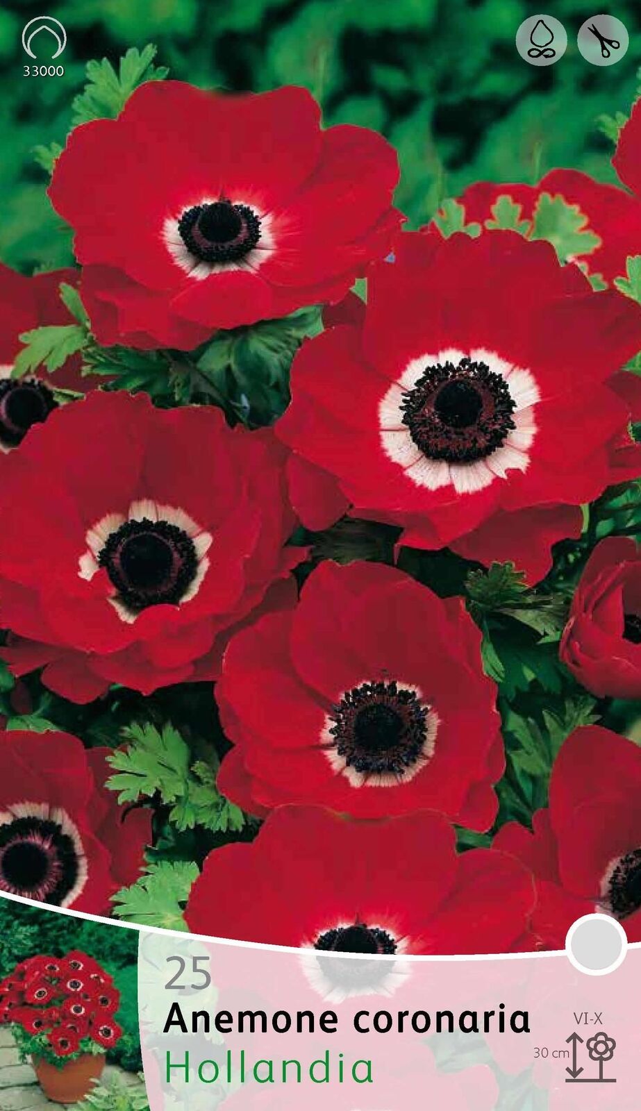 BULBI AUTUNNALI ANEMONE HOLLANDIA CONFEZIONE 20 BULBI BULBS BULBES