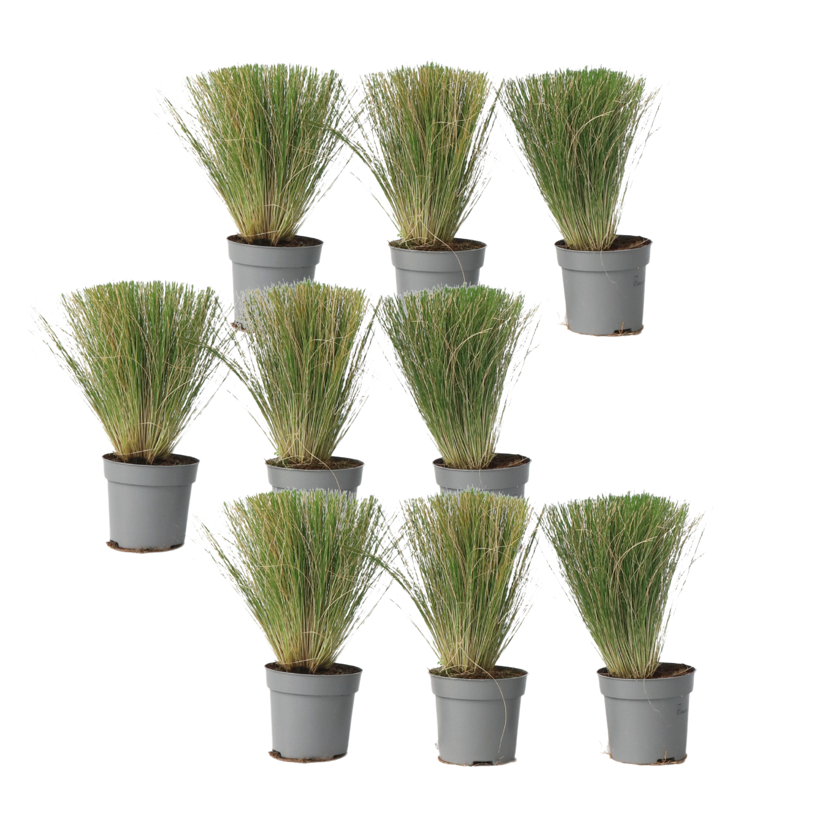 Stipa tenuissima - 9 Pezzi - Stipa tenuifolia 'Pony Tails' - a20-30cm - ⌀9cm