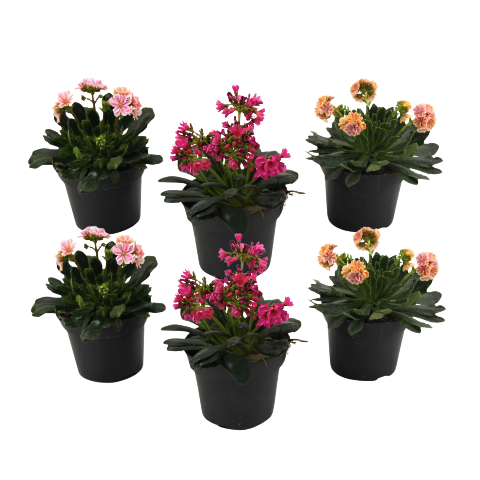 Bitterroot - 6 Pezzi - Lewisia cotyledon - Altezza 10-20cm - ⌀10cm