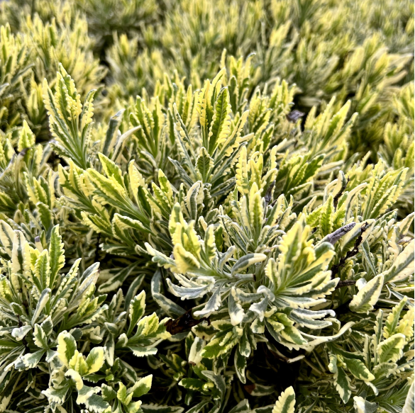 Lavanda Variegata Dentata lavandula variegata vaso 19cm perenne profumata