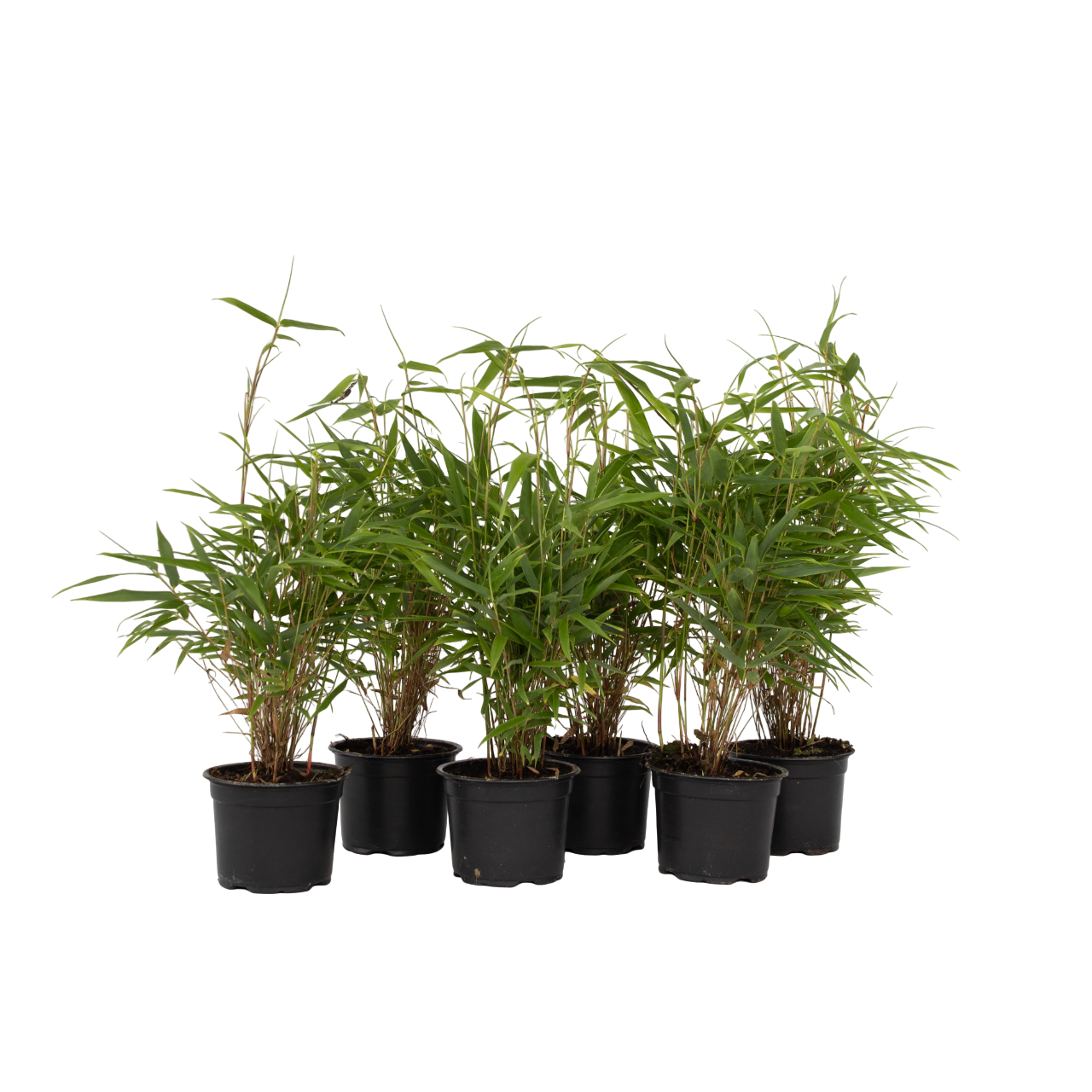 Cespugli di bambù - 6 Pezzi - Fargesia rufa - Altezza 25-40cm - ⌀13cm