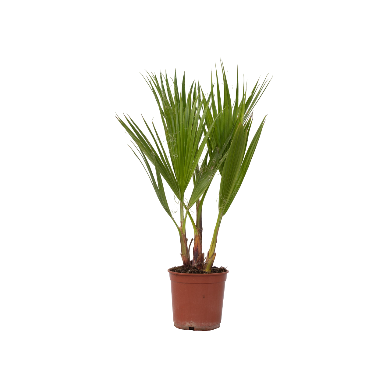 Palma della California - Washingtonia robusta - Altezza 50-60cm - ⌀15cm