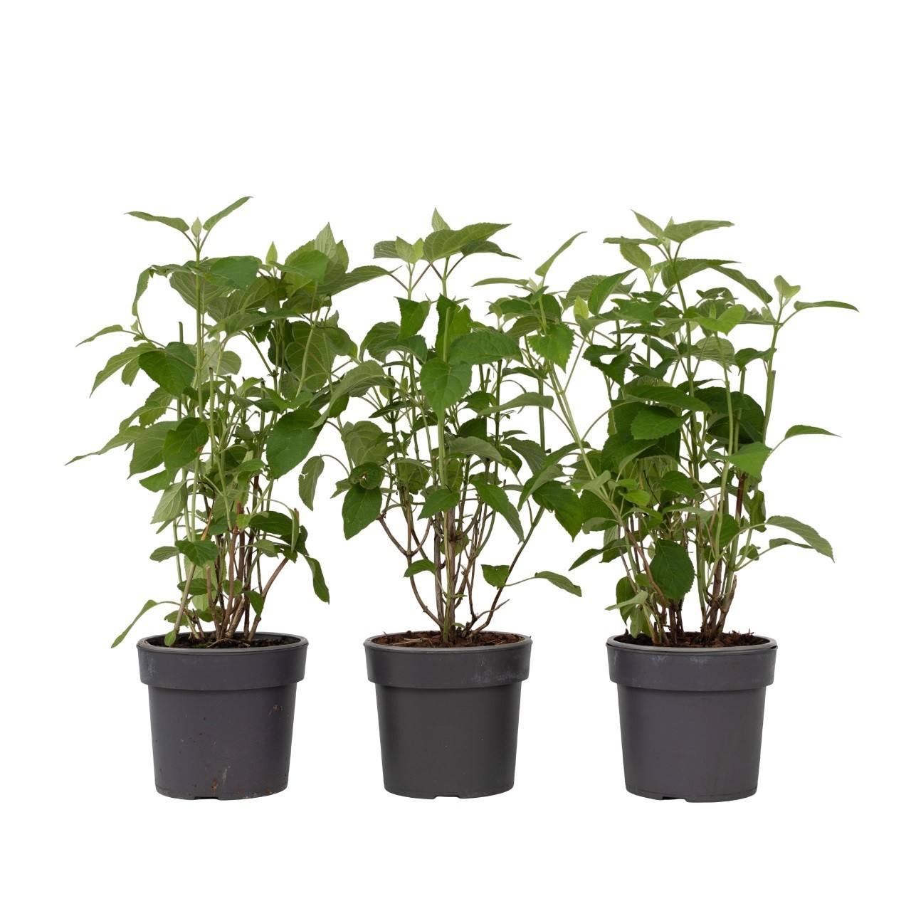 Ortensia - 3 Pezzi - Hydrangea 'Strong Annabelle' - Altezza 30-40cm - ⌀19cm
