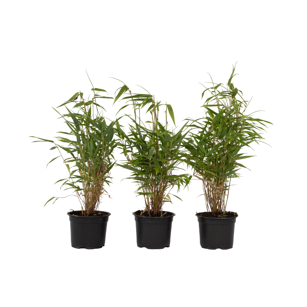 Cespugli di bambù - 3 Pezzi - Fargesia rufa - Altezza 25-40cm - ⌀13cm