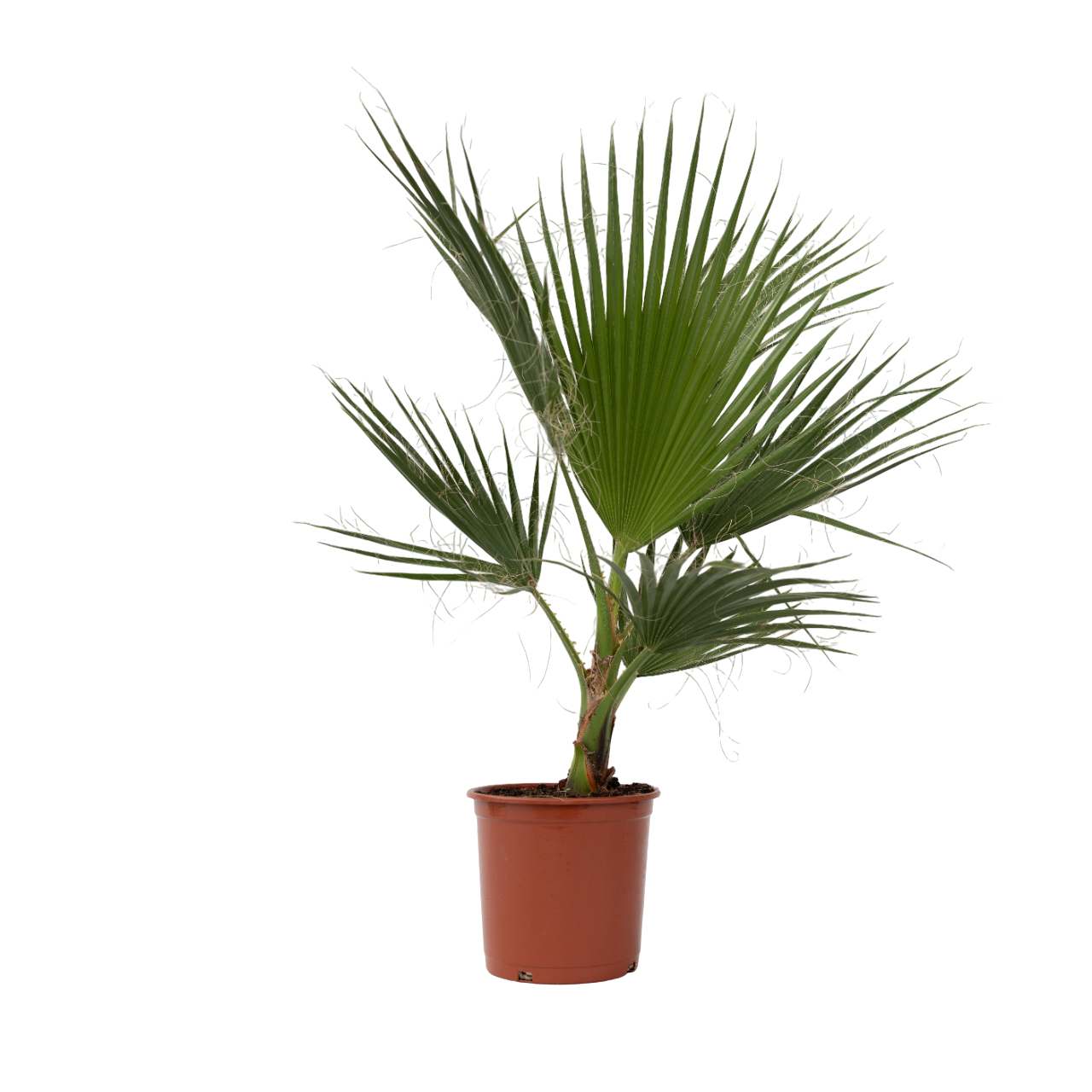 Palma della California - Washingtonia robusta - Altezza 70-90cm - ⌀21cm