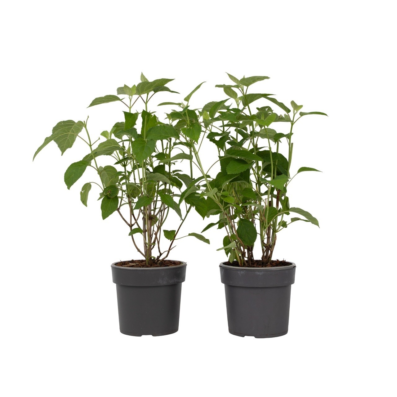Ortensia - 2 Pezzi - Hydrangea 'Strong Annabelle' - Altezza 30-40cm - ⌀19cm