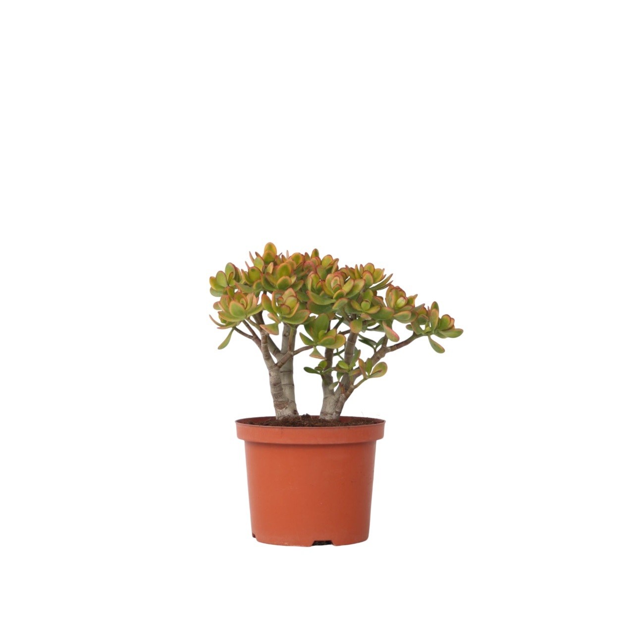 Pianta di Giada - Crassula ovata 'Sunset' - Altezza 30-35cm - ⌀17cm