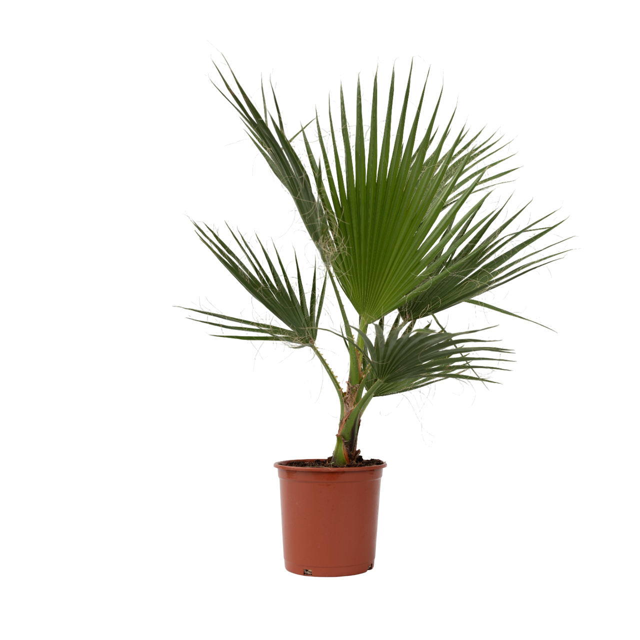 Palma della California - 2 Pezzi - Washingtonia robusta - a70-90cm - ⌀21cm