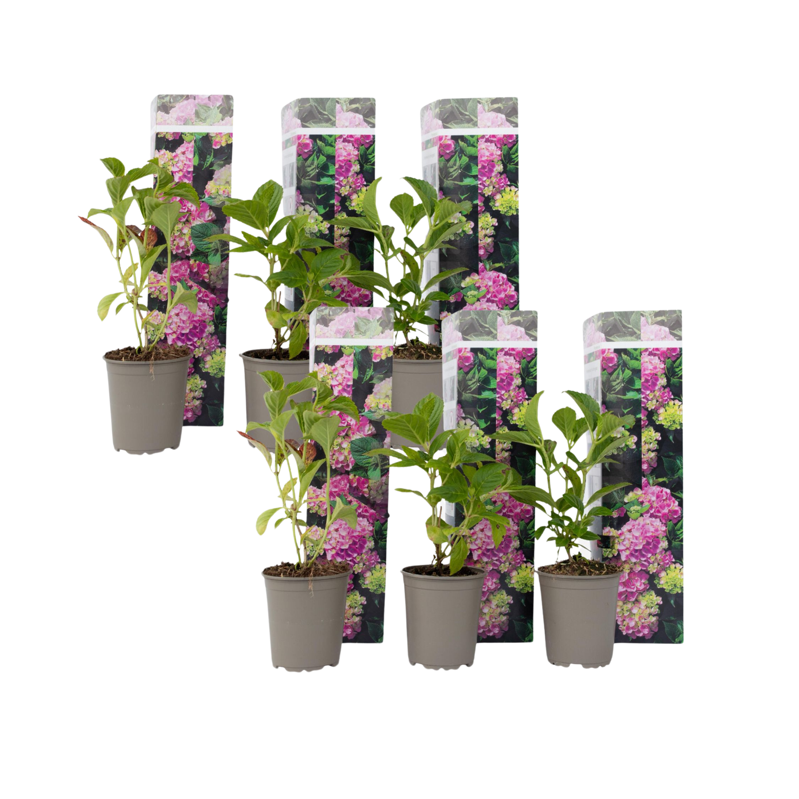 Ortensia - 6 Pezzi - Hydrangea macrophylla 'Early Pink' - Altezza 25-40cm - ⌀9cm