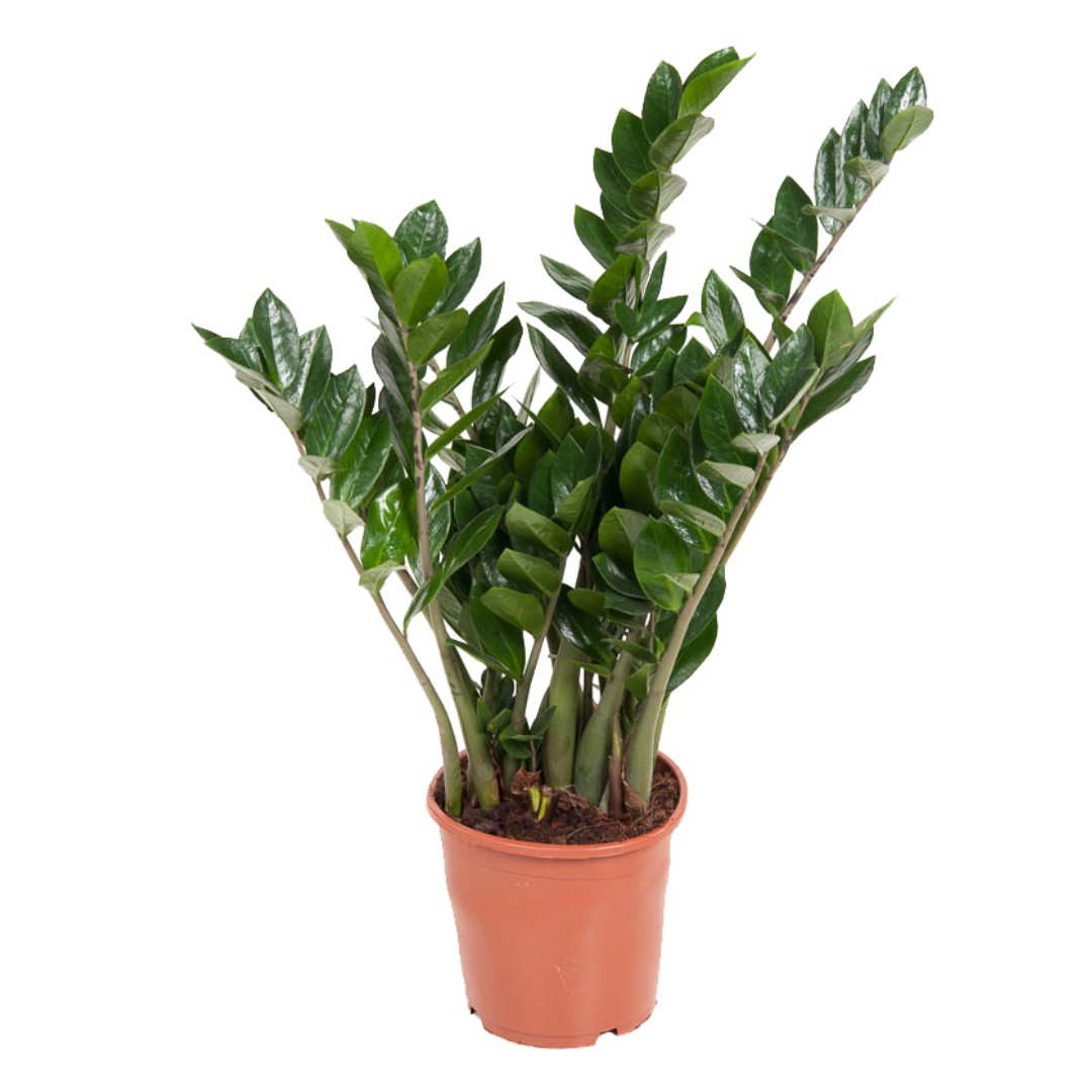 Gemma di Zanzibar - Zamioculcas Emerald - Altezza 70-80cm - ⌀21cm