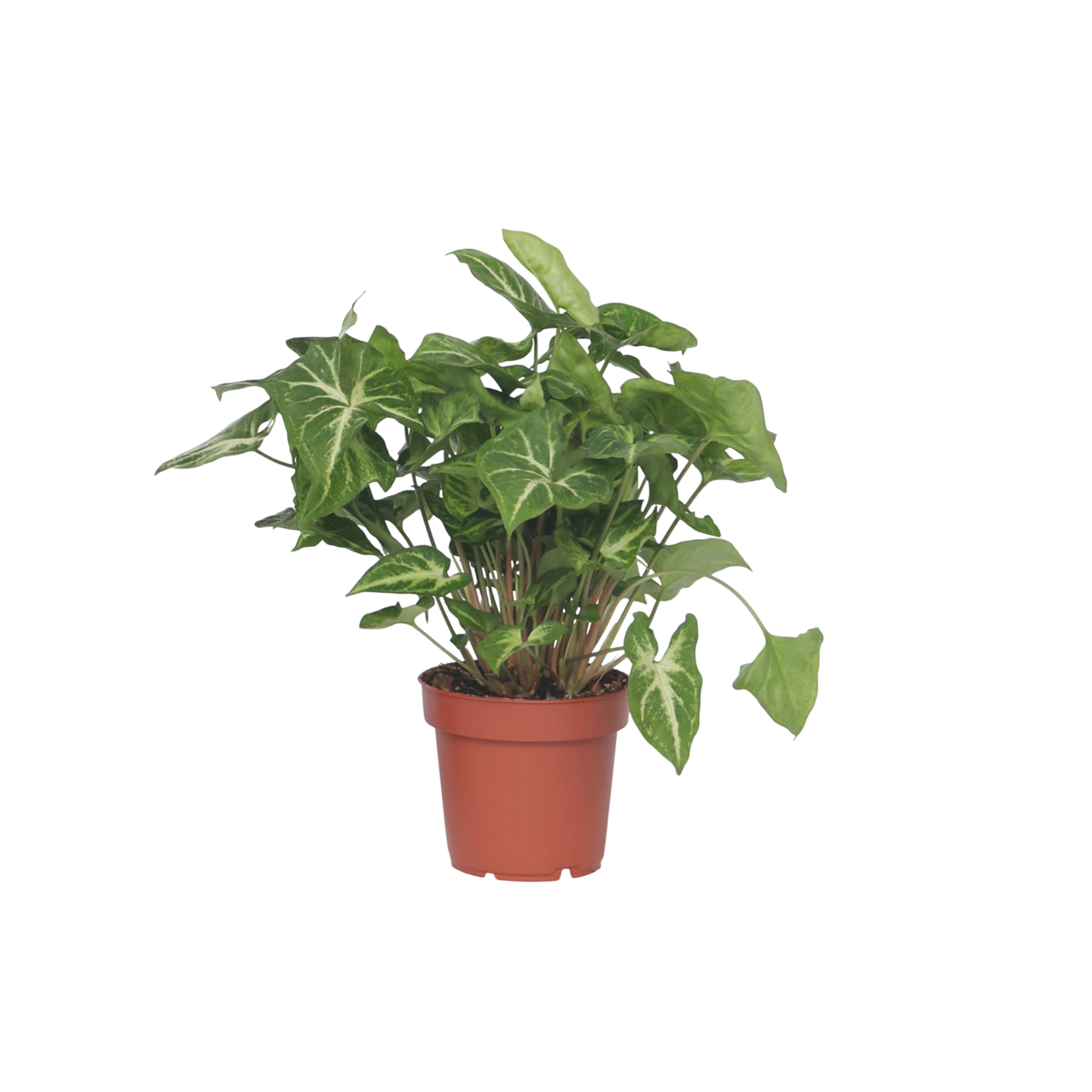 Singonio - 2 Pezzi - Syngonium podophyllum 'Pixie' - Altezza 25-40cm - ⌀12cm