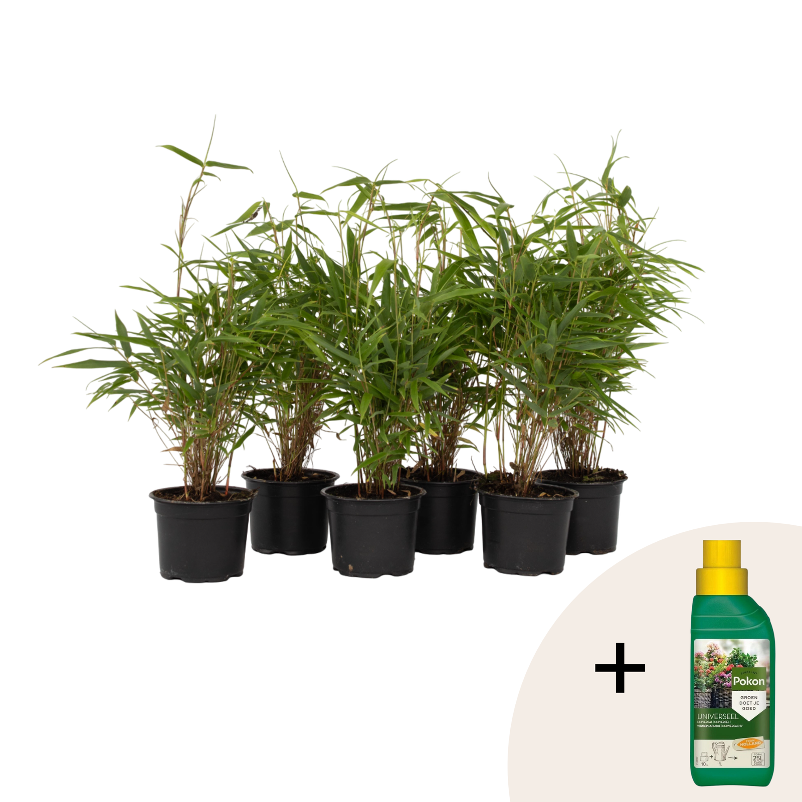 Cespugli di bambù - 6 Pezzi - Fargesia rufa - Altezza 25-40cm - ⌀13cm