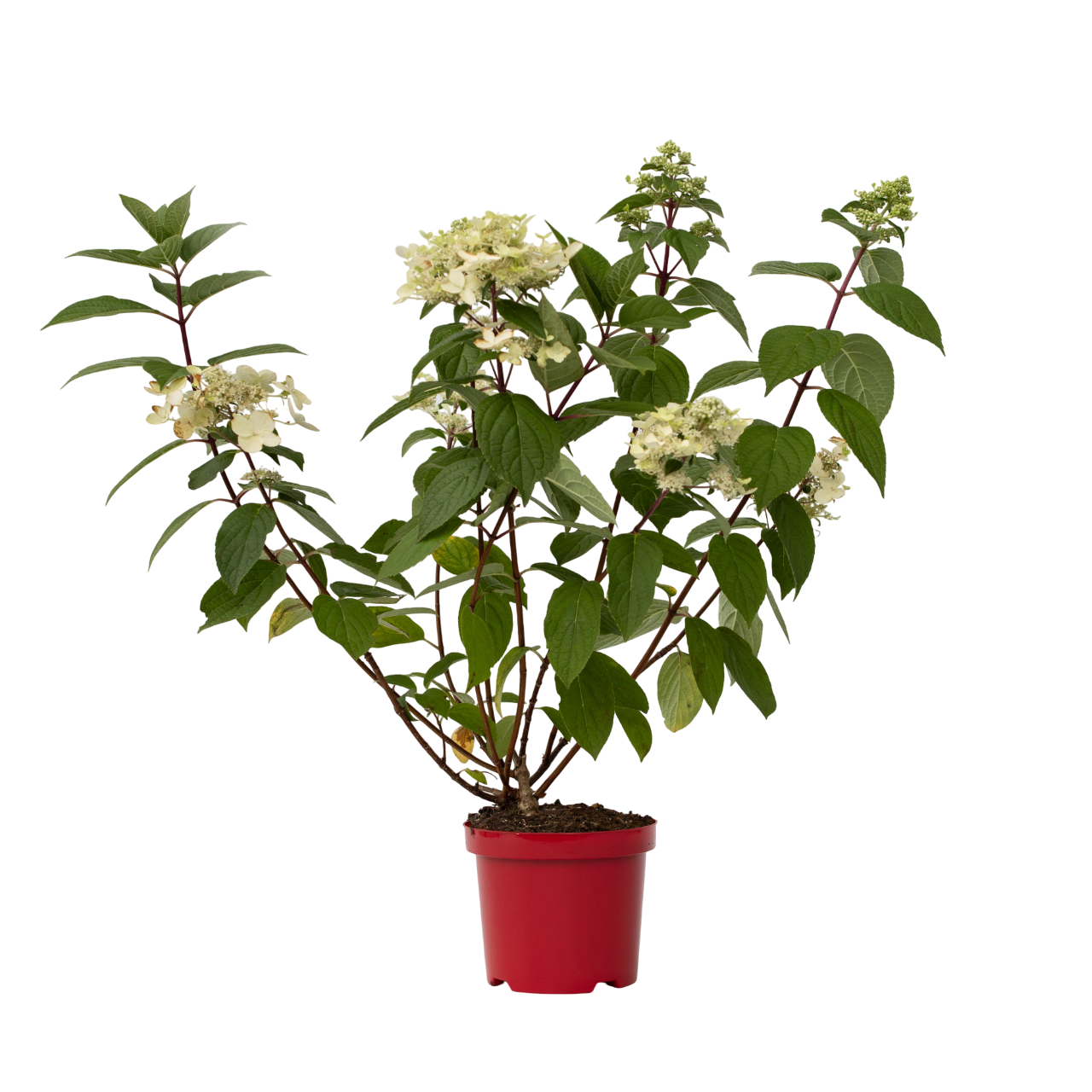 Ortensia - Hydrangea paniculata 'Wim's Red' - Altezza 25-40cm - ⌀19cm