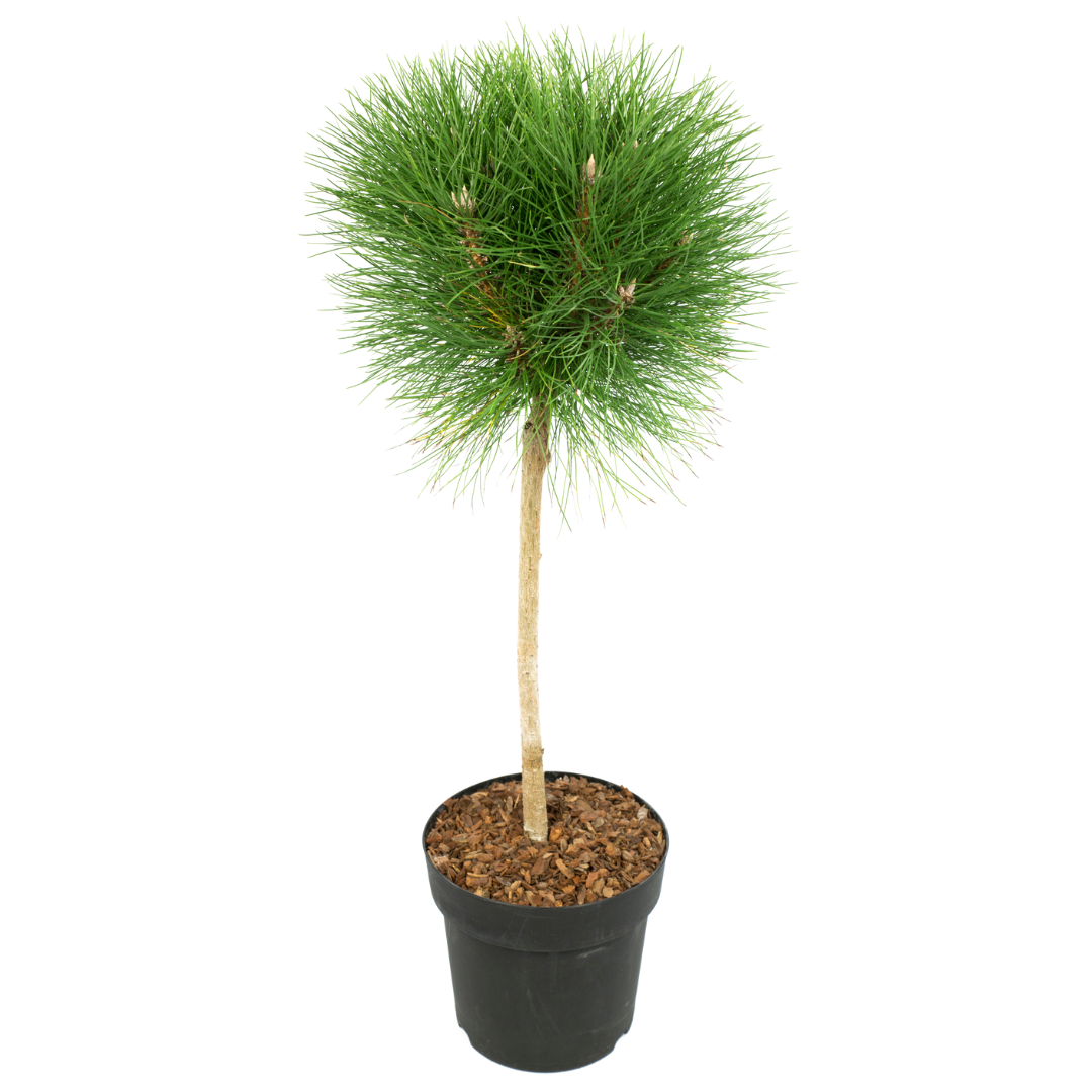 Pino nero - Pinus 'Summer Breeze' - Altezza 70-80cm - ⌀24cm