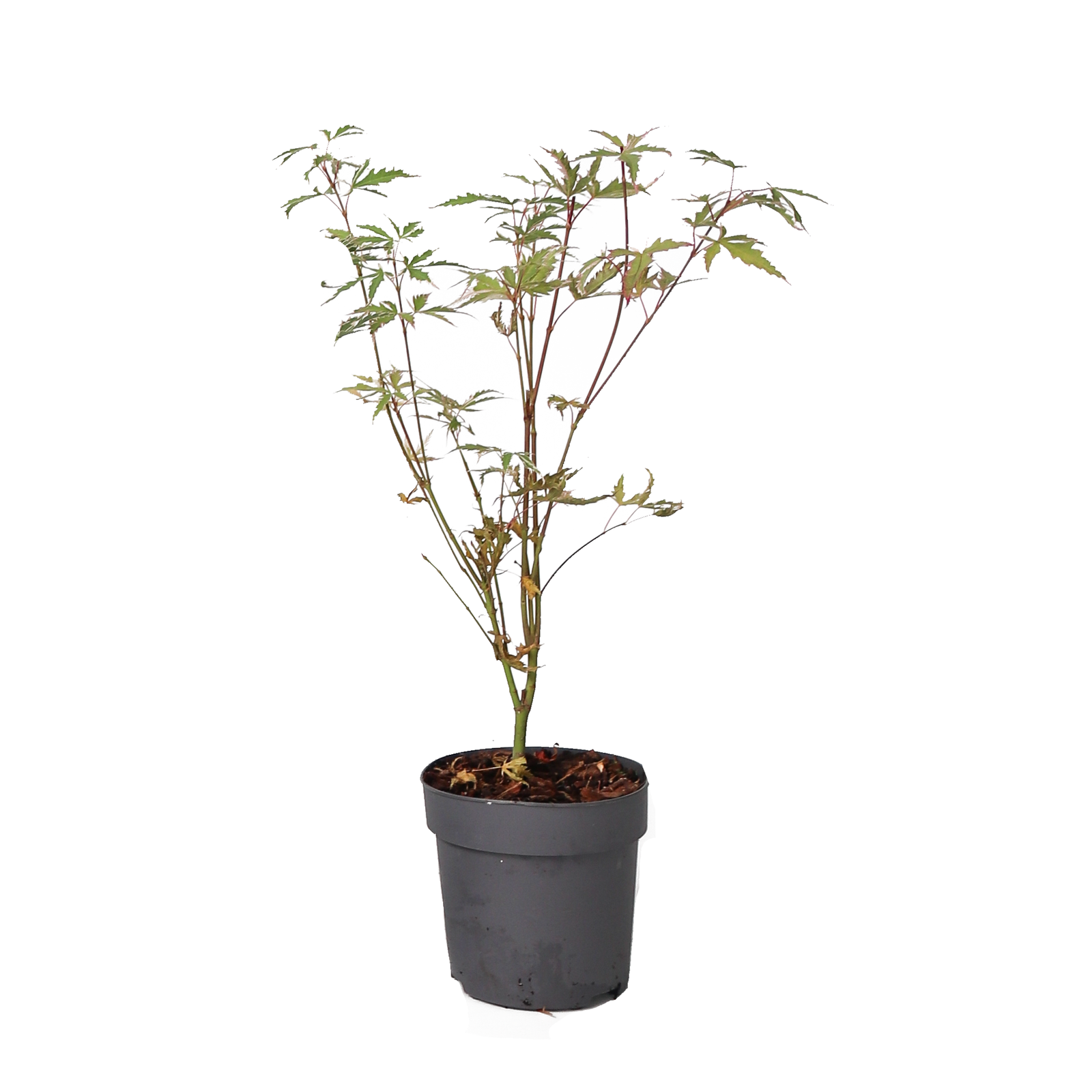 Aceri giapponese - Acer palmatum 'Butterfly' - Altezza 25-40cm - ⌀10,5cm