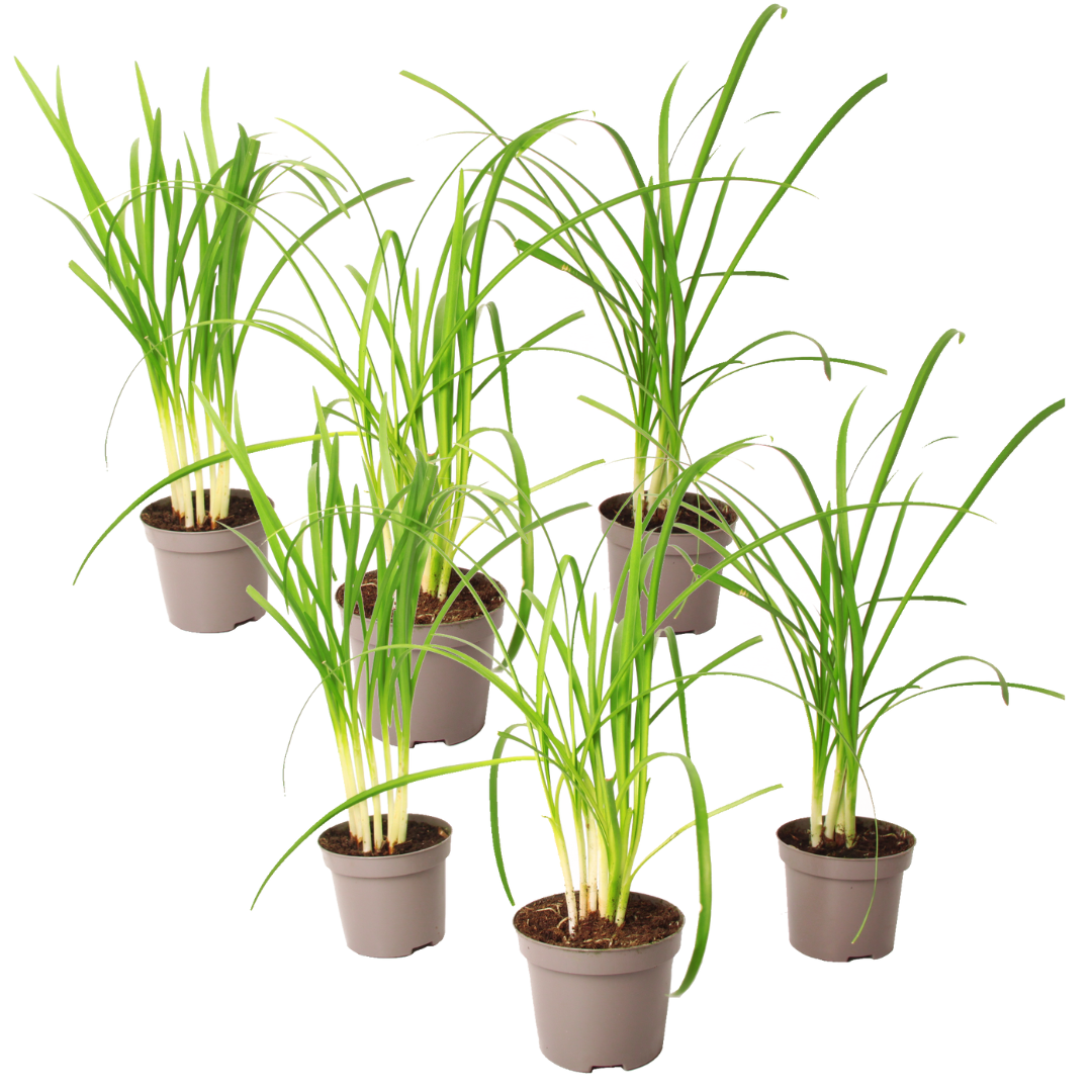 Omentaria violacea - 6 Pezzi - Tulbaghia violacea - Altezza 15-25cm - ⌀9cm