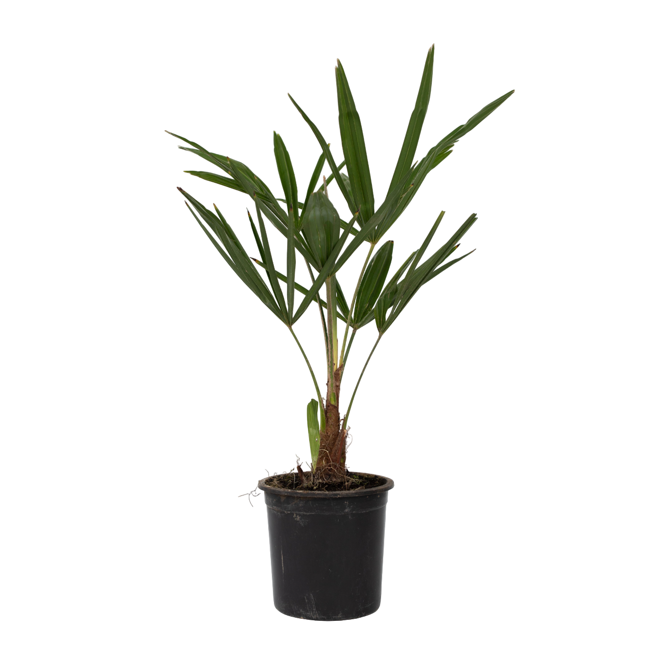 Palma della Cina - Trachycarpus Fortunei - Altezza 35-45cm - ⌀15cm