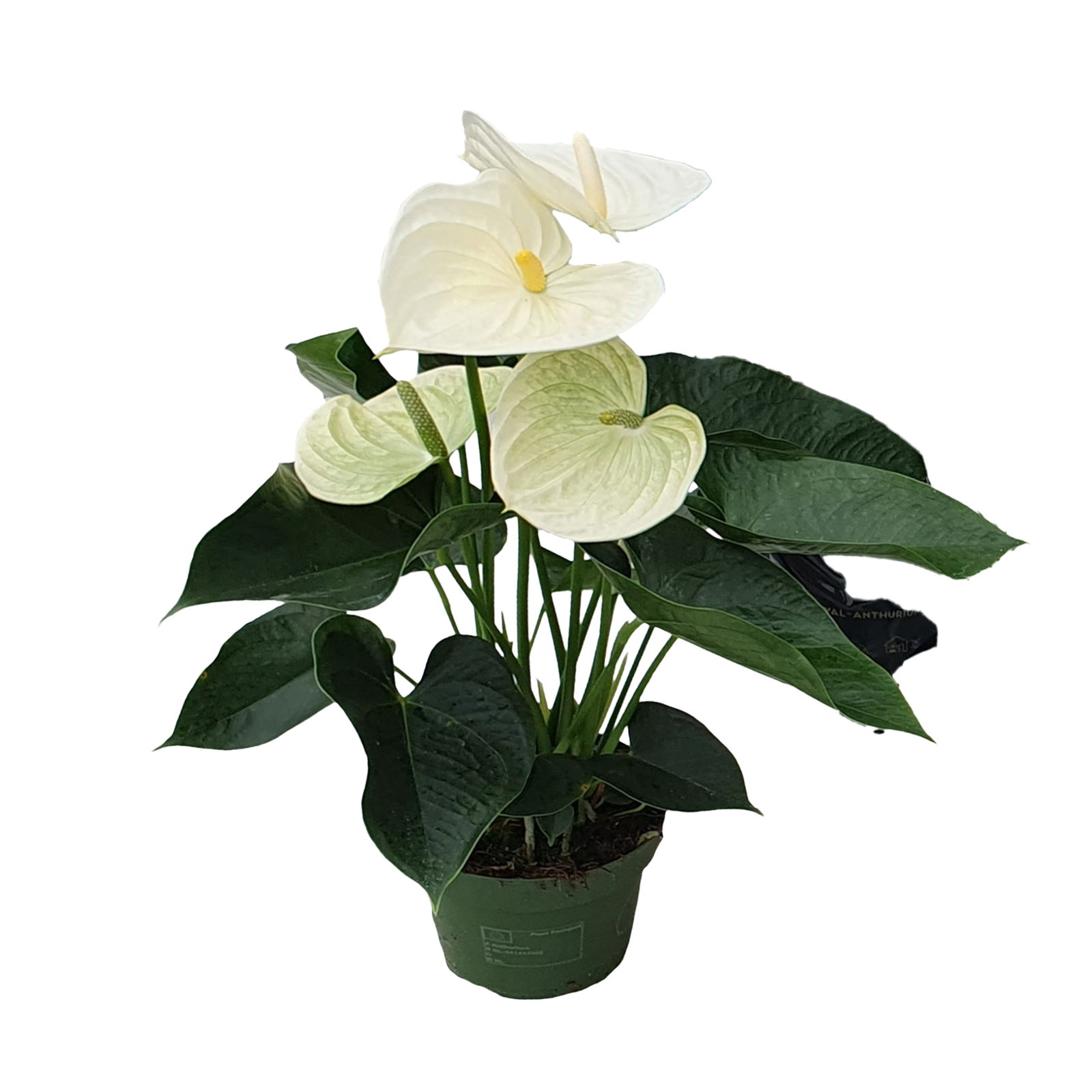 Anturio - Anthurium 'Alpine White' - Altezza 40-55cm - ø14cm