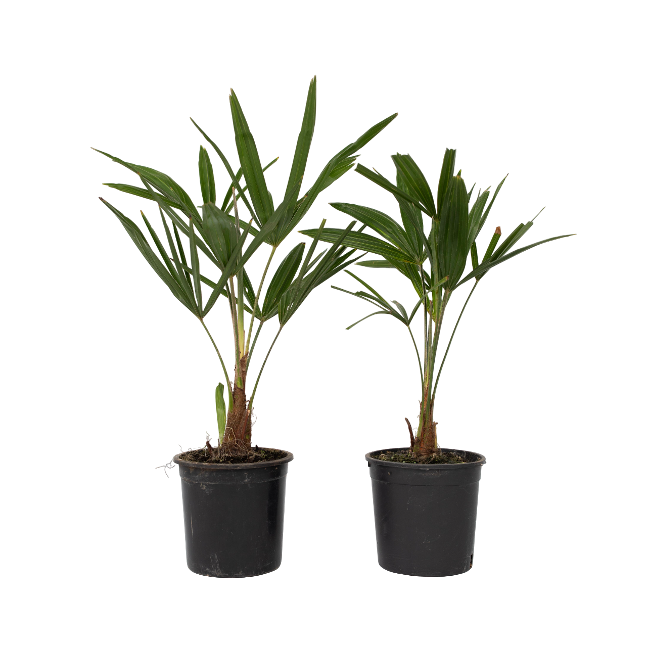 Palma della Cina - 2 Pezzi - Trachycarpus Fortunei - Altezza 35-45cm - ⌀15cm