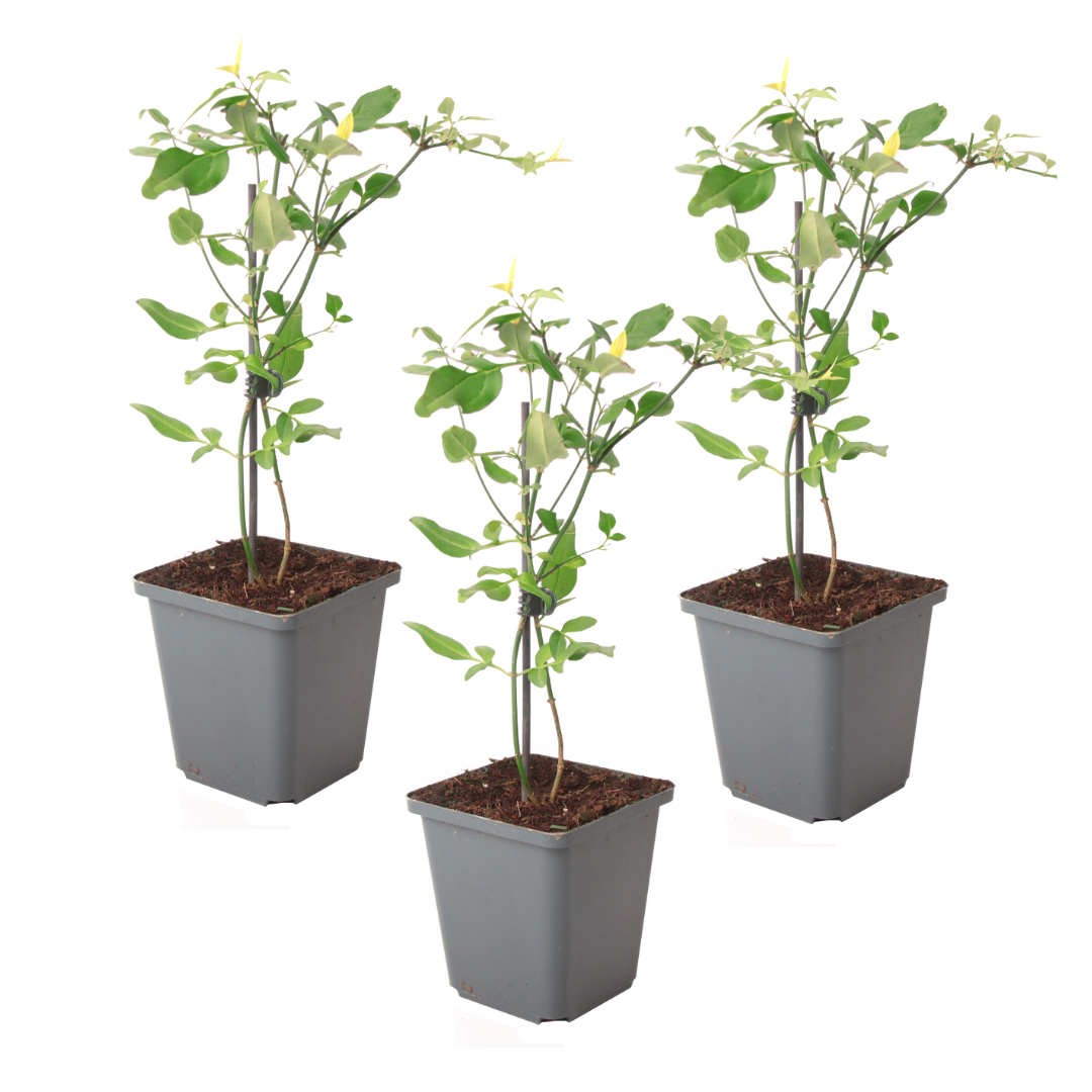 Gelsomino - 3 Pezzi - Jasminum 'Summer Scent' - Altezza 25-40cm - ⌀9cm