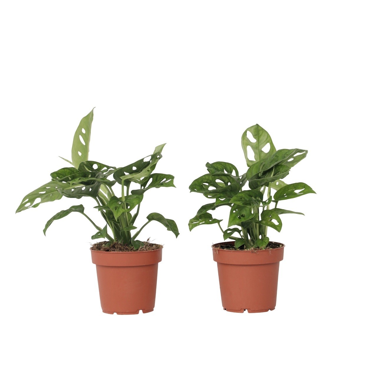 Monstera adansonii - 2 Pezzi - Monstera 'Monkey Mask' - Altezza 25-30cm - ⌀12cm